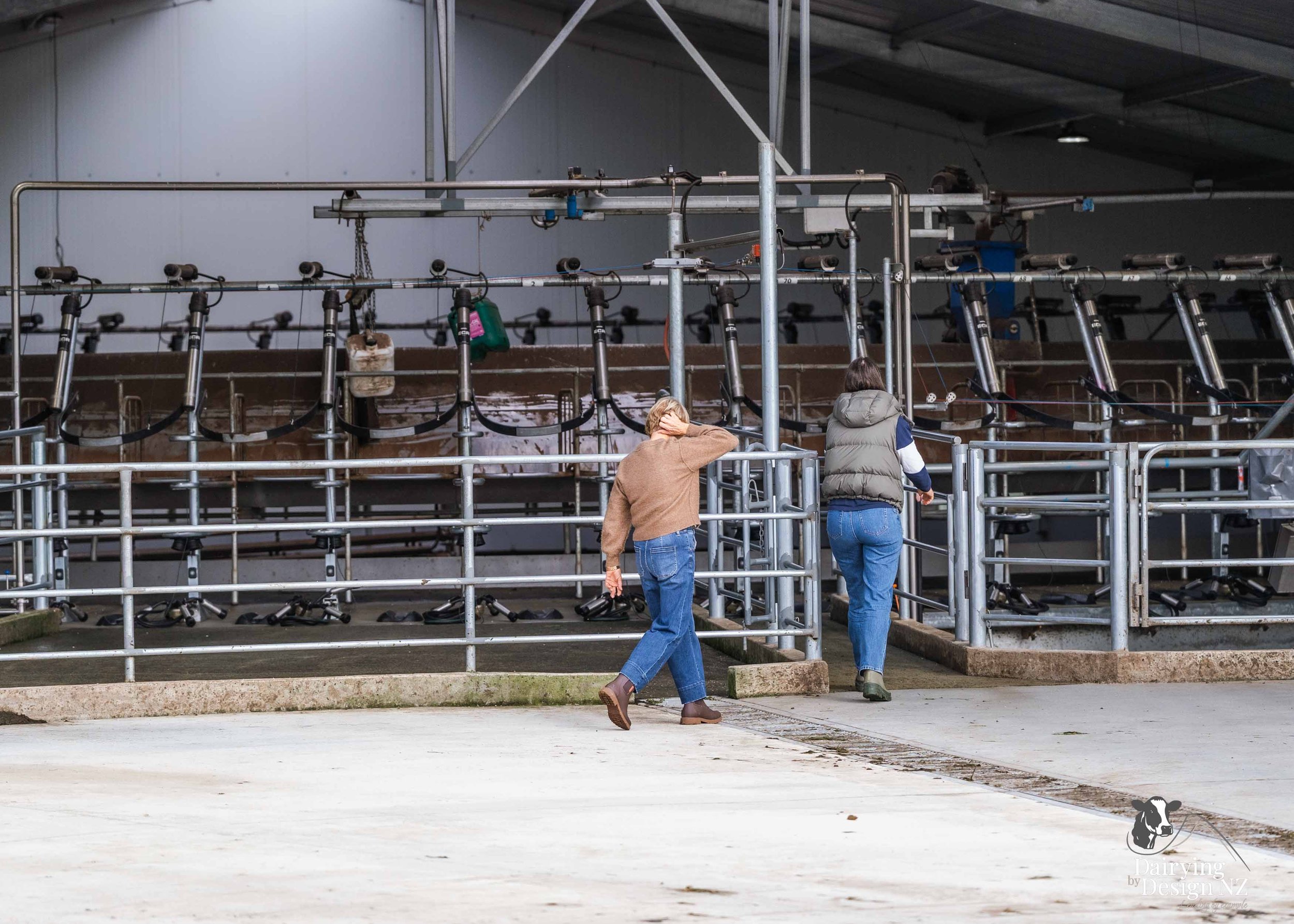  Waikato rotary dairy shed development designed for efficient milking and cow flow built by Don Chapman Waikato Ltd, featuring a Moa Rotary Platform, yard work by Leask Engineering, Earthworks by Waihou Excavation, Electrical work by Electronz, Efflu