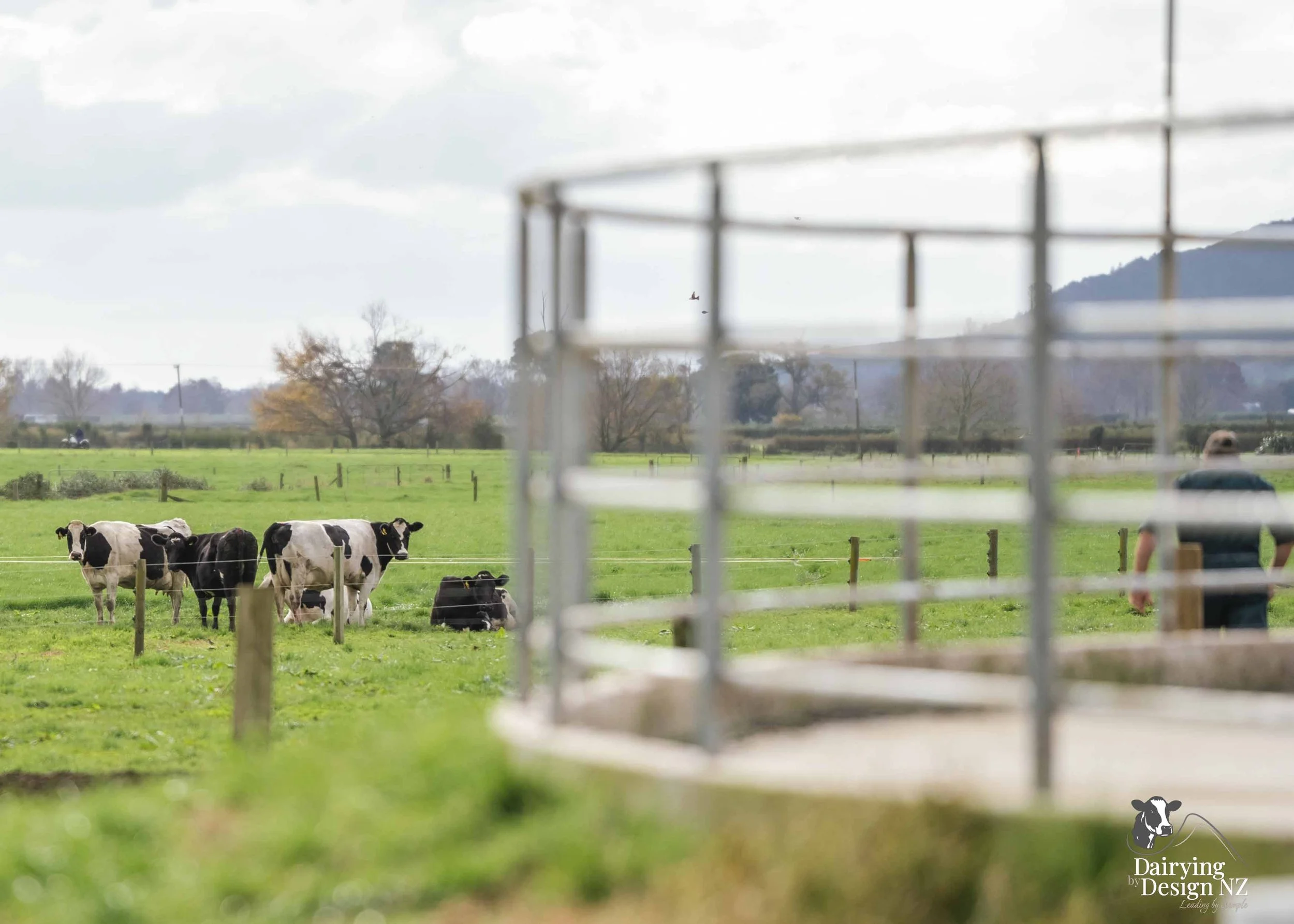  Waikato rotary dairy shed development designed for efficient milking and cow flow built by Don Chapman Waikato Ltd, featuring a Moa Rotary Platform, yard work by Leask Engineering, Earthworks by Waihou Excavation, Electrical work by Electronz, Efflu