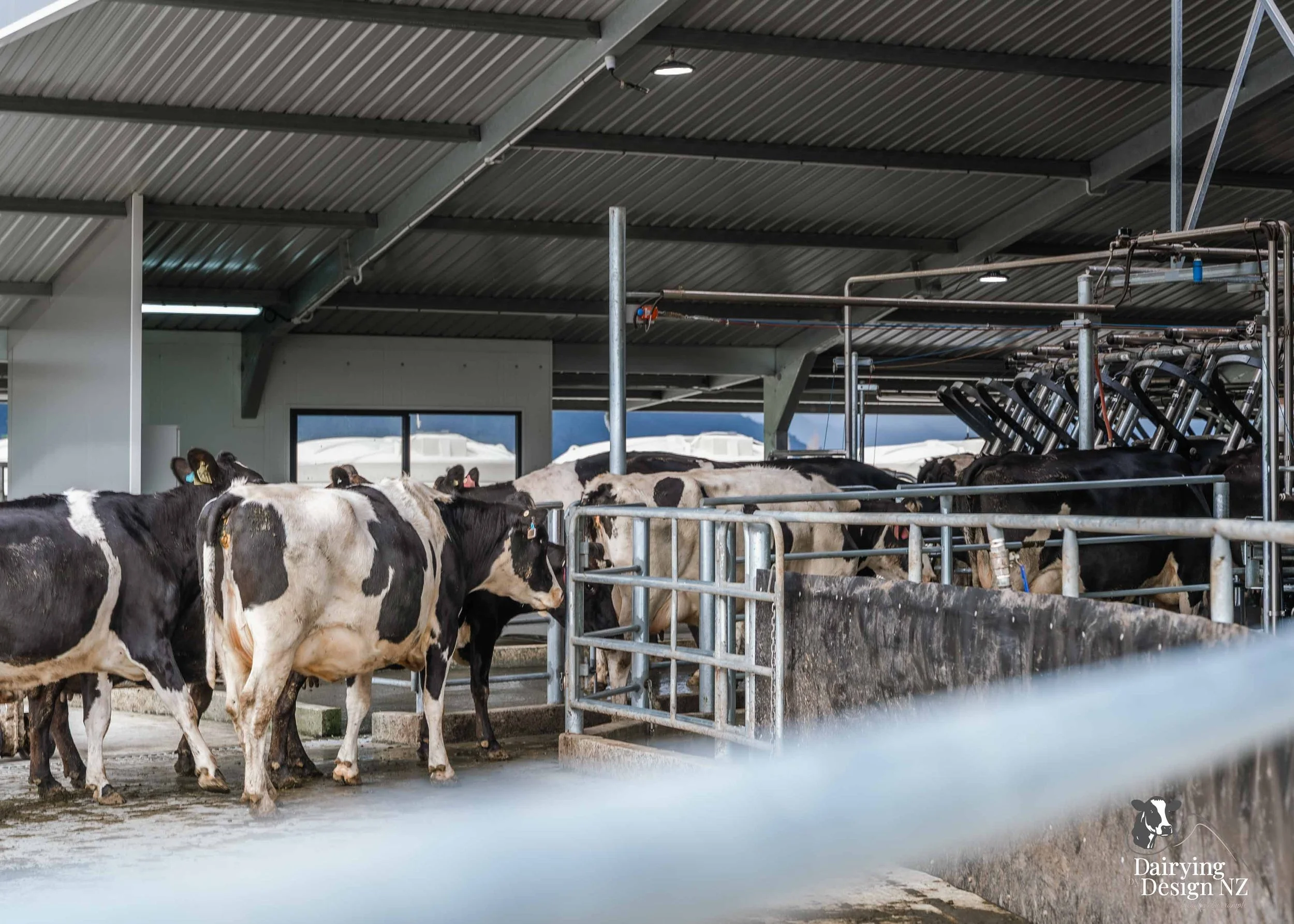  Waikato rotary dairy shed development designed for efficient milking and cow flow built by Don Chapman Waikato Ltd, featuring a Moa Rotary Platform, yard work by Leask Engineering, Earthworks by Waihou Excavation, Electrical work by Electronz, Efflu