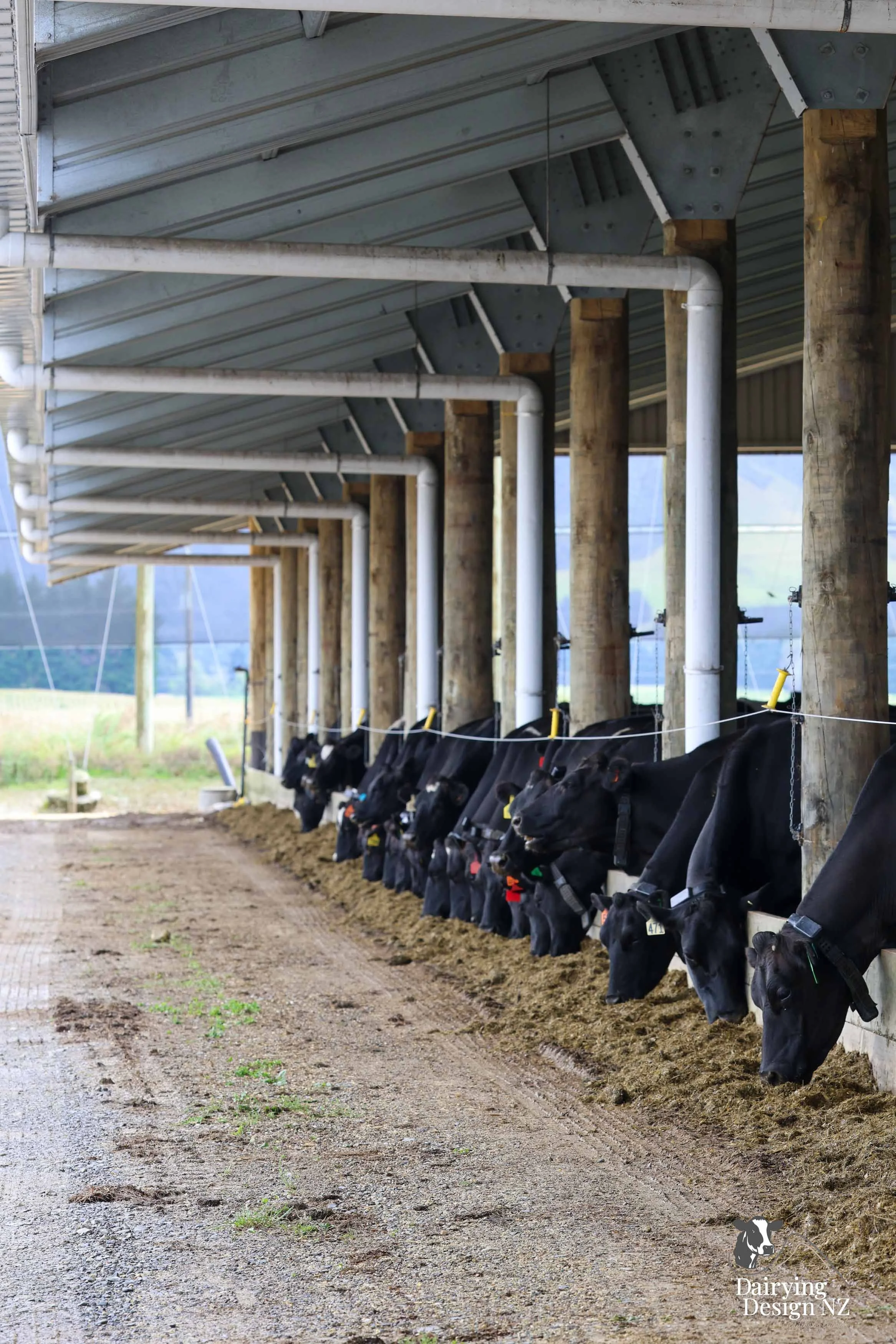  Dannevirke composting cow barn built for cow health, by Aztech Buildings, project for Waka Dairies. 