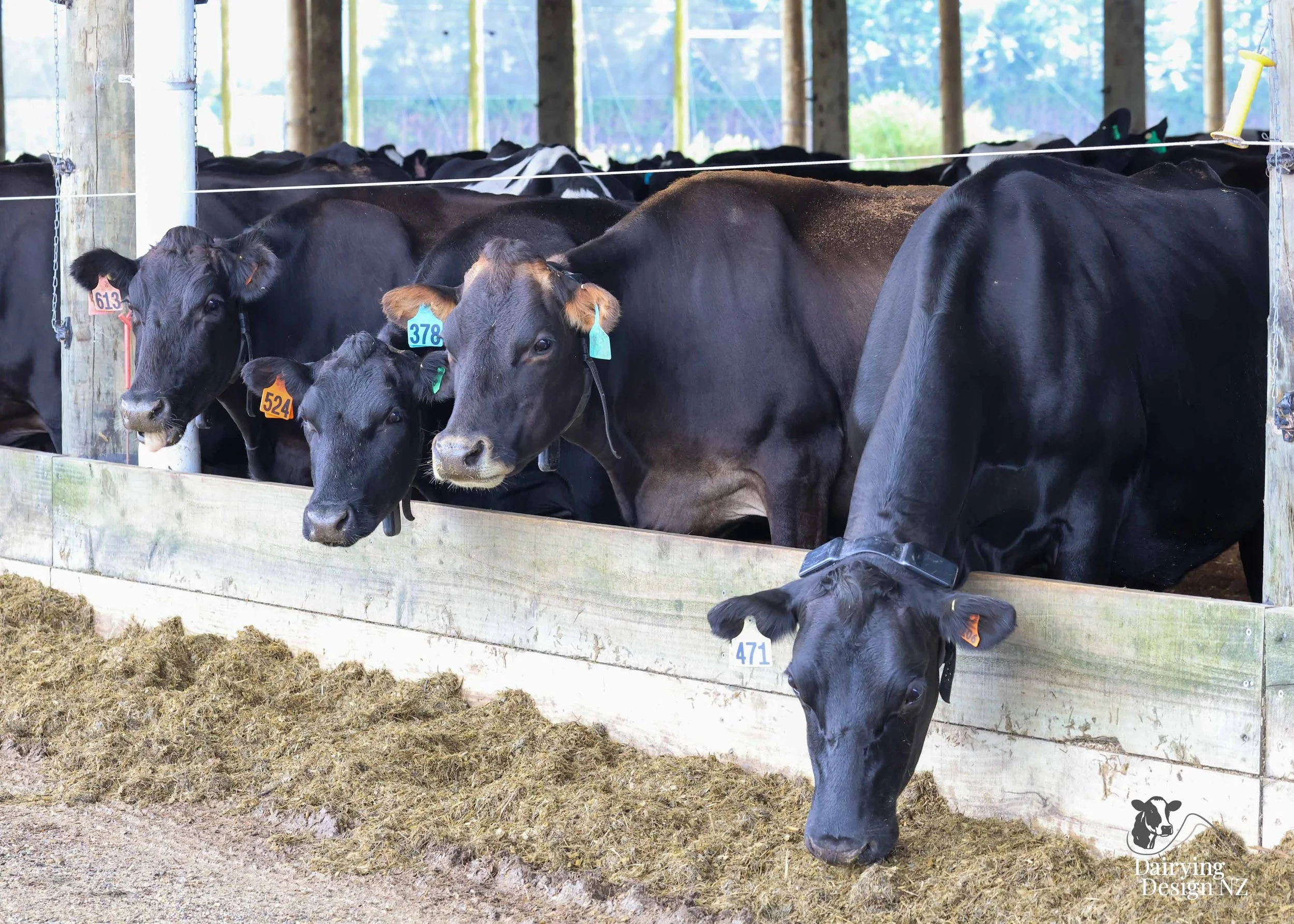  Dannevirke composting cow barn built for cow health, by Aztech Buildings, project for Waka Dairies. 