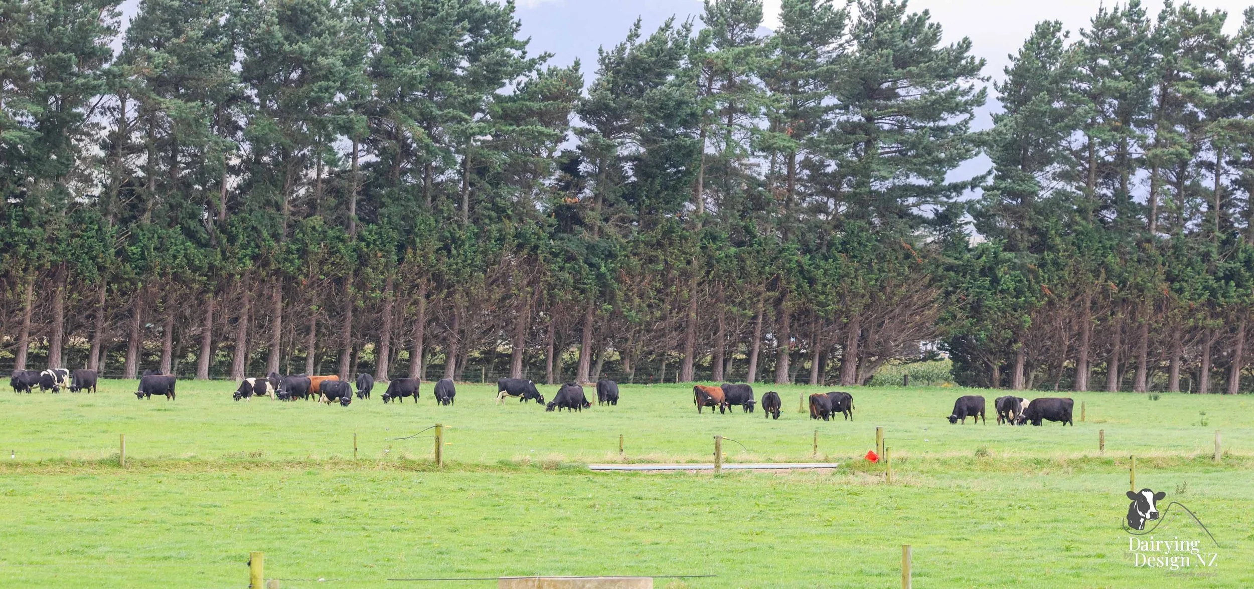  Dannevirke composting cow barn built for cow health, by Aztech Buildings, project for Waka Dairies. 