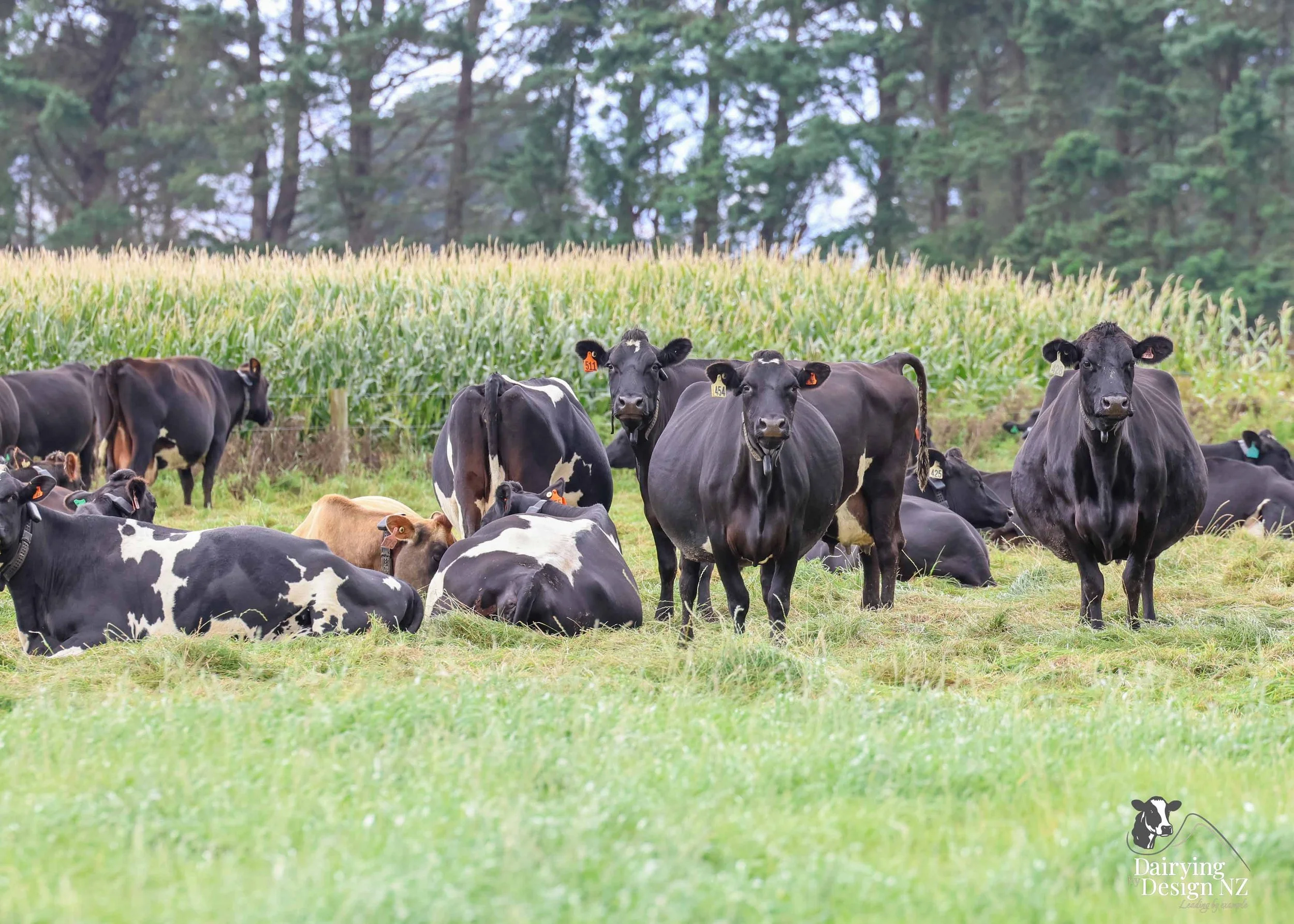 Nutrition and trace elements before mating