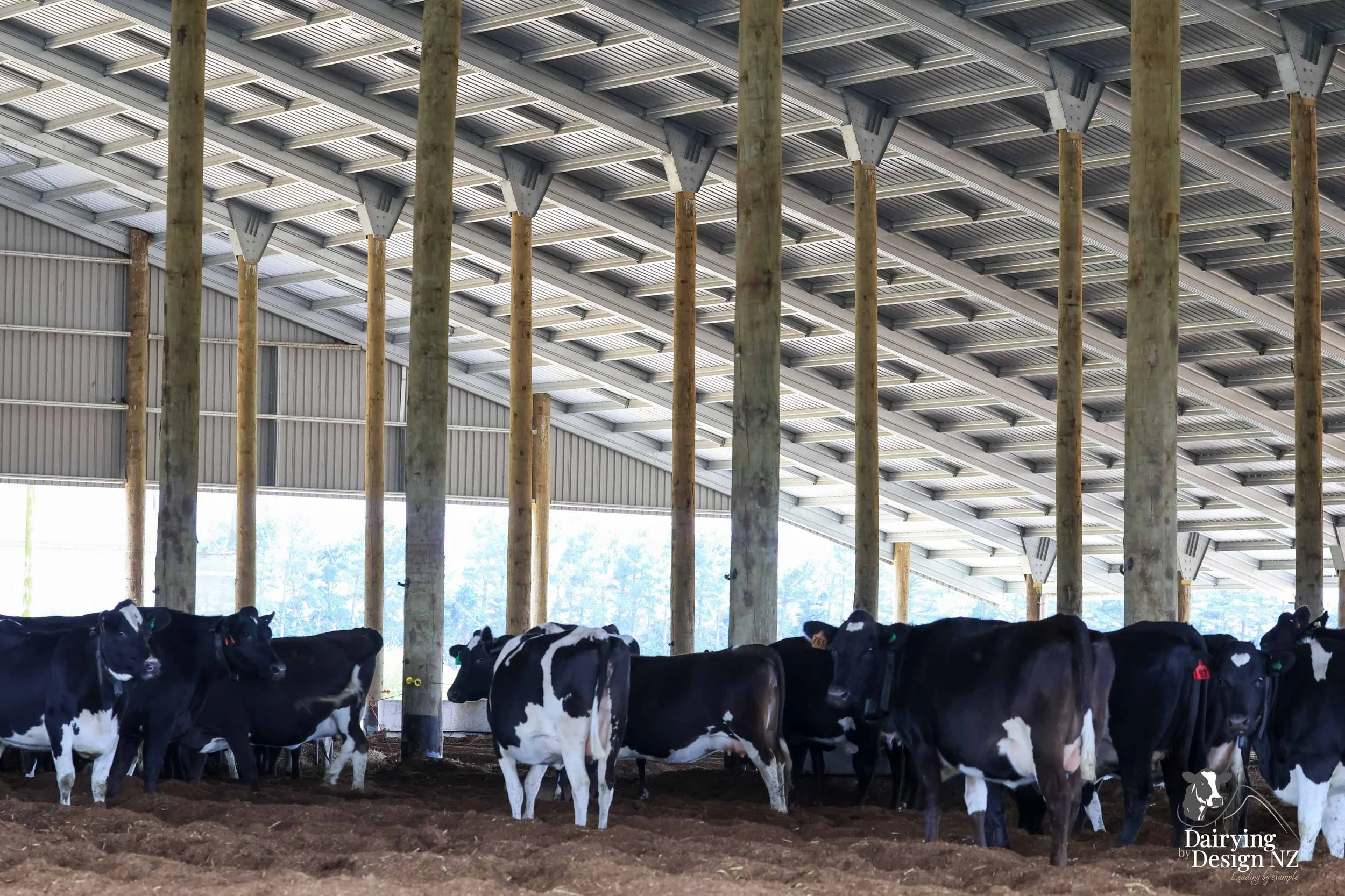 High-Tech Dairy in the Desert: How Israel Is Redefining Milk Production