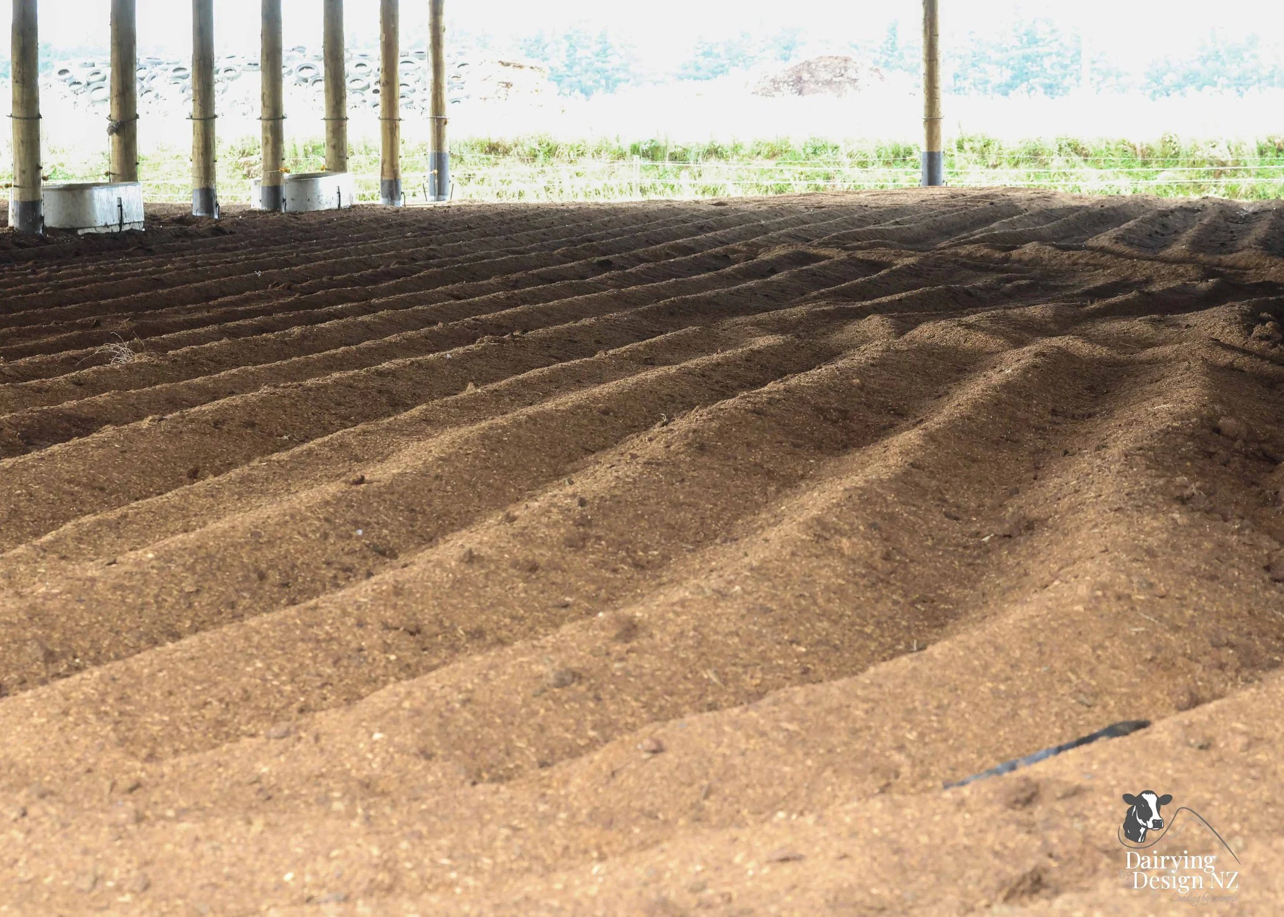  Dannevirke composting cow barn built for cow health, by Aztech Buildings, project for Waka Dairies. 