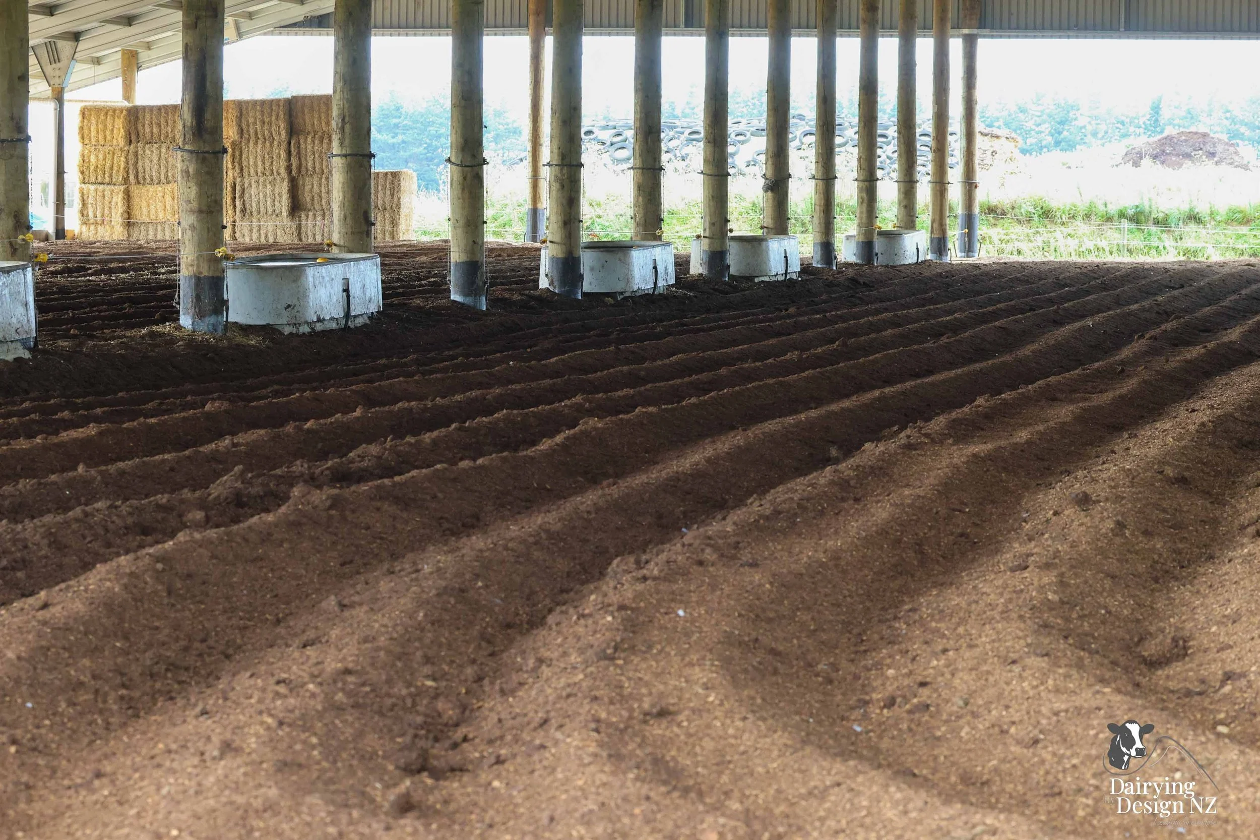  Dannevirke composting cow barn built for cow health, by Aztech Buildings, project for Waka Dairies. 