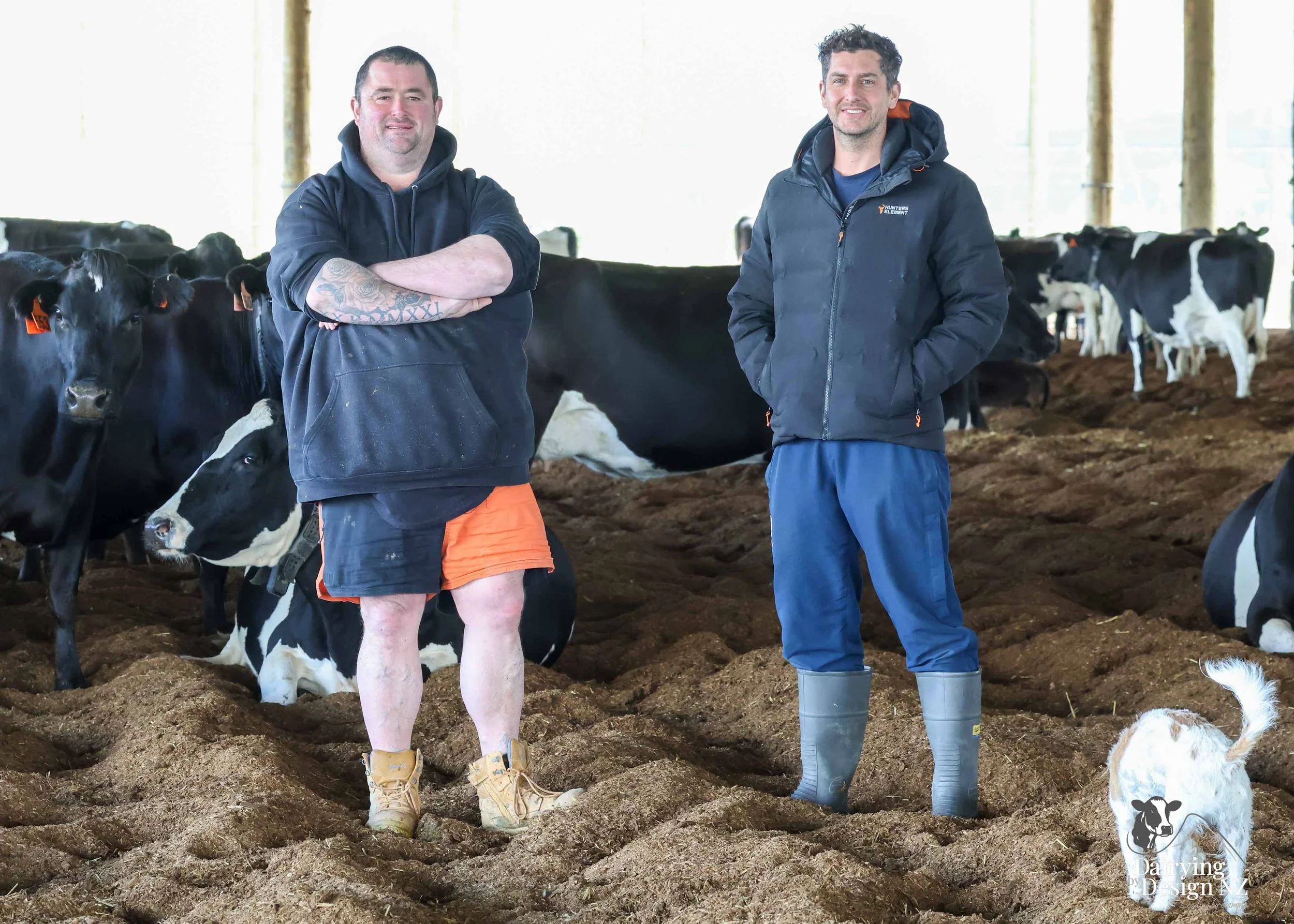  Dannevirke composting cow barn built for cow health, by Aztech Buildings, project for Waka Dairies. 