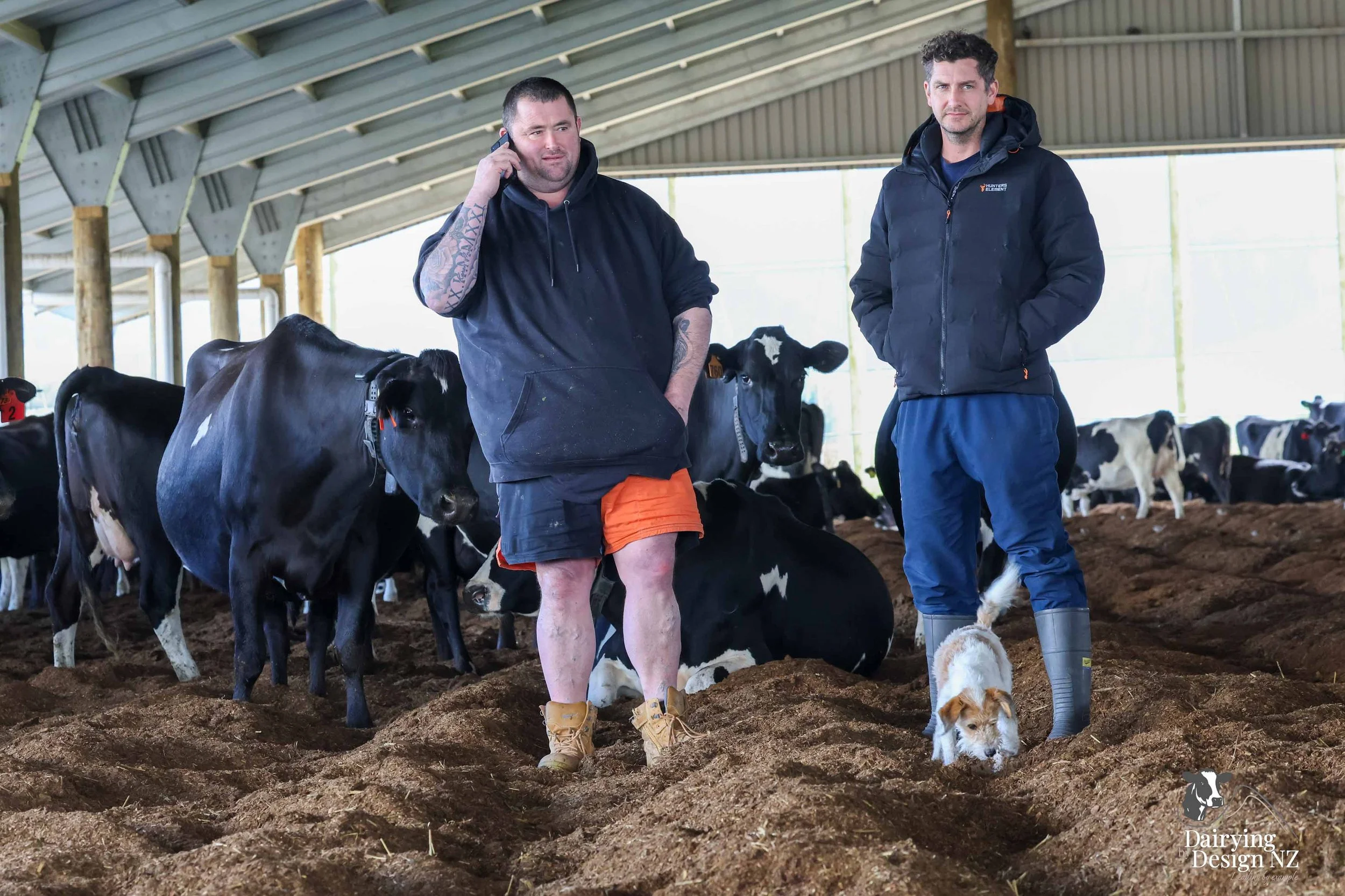  Dannevirke composting cow barn built for cow health, by Aztech Buildings, project for Waka Dairies. 