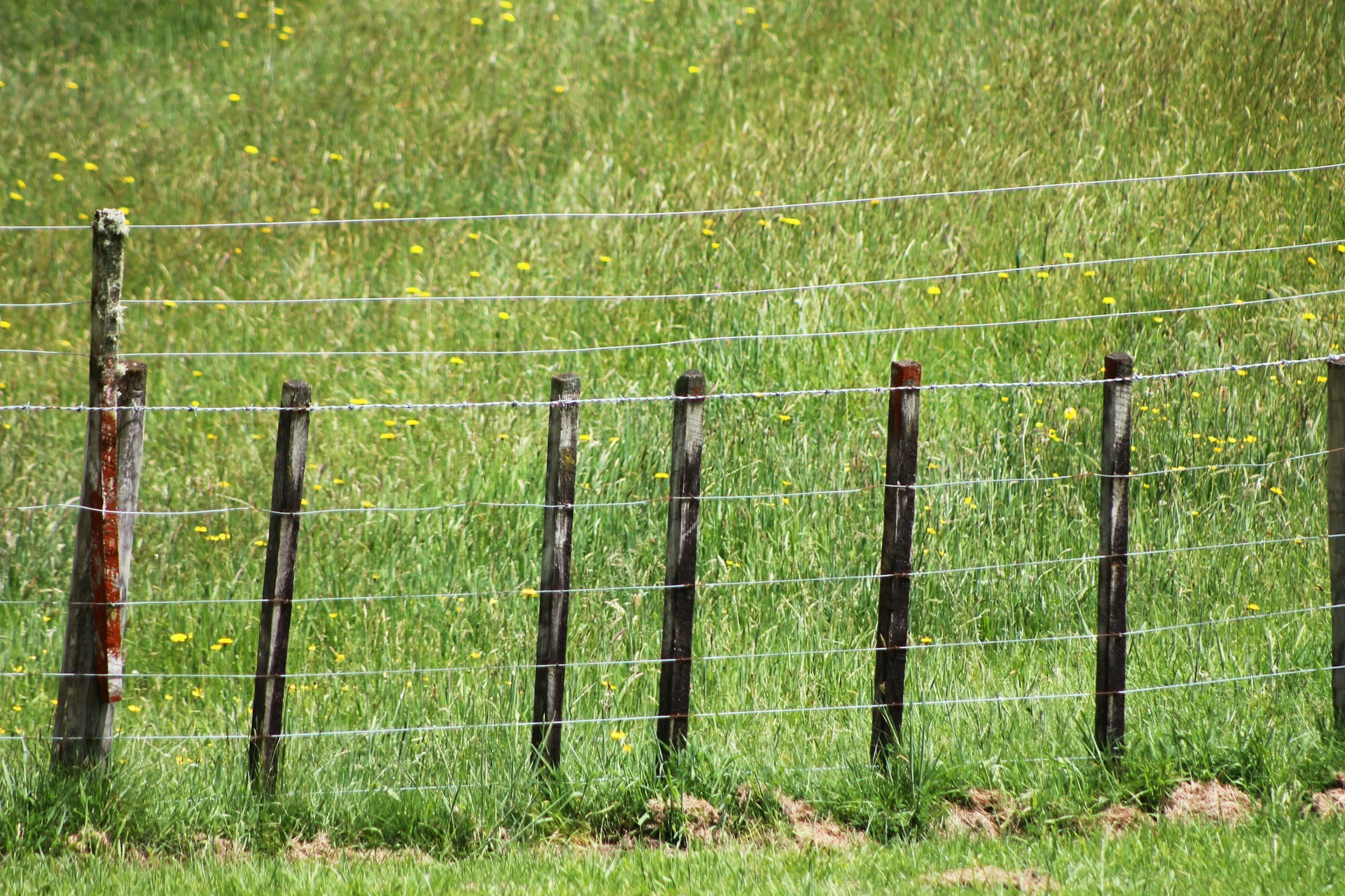 How GPS collars are changing pasture management