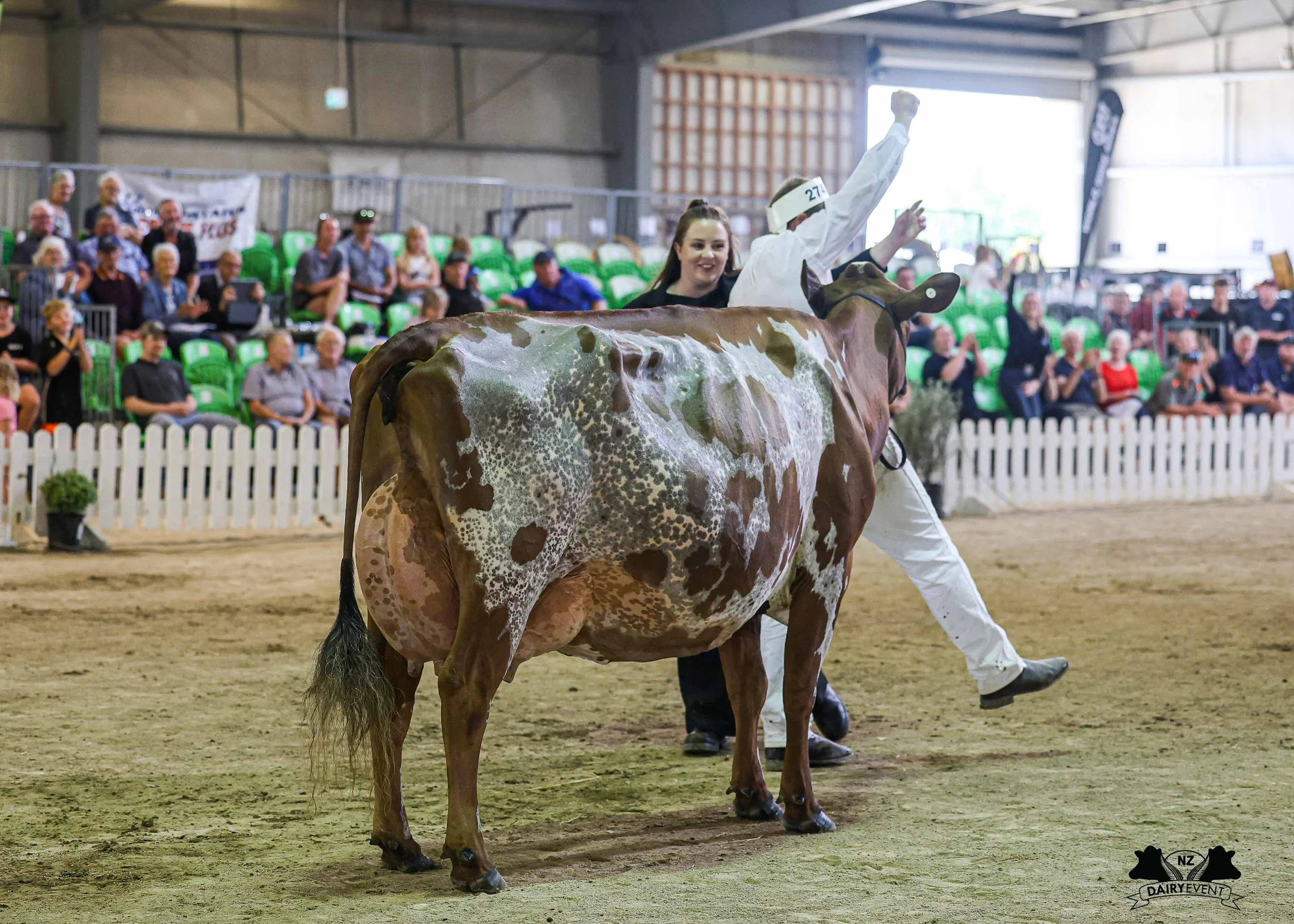NZDE 2026_Ayr Grand Champion Selection.jpg
