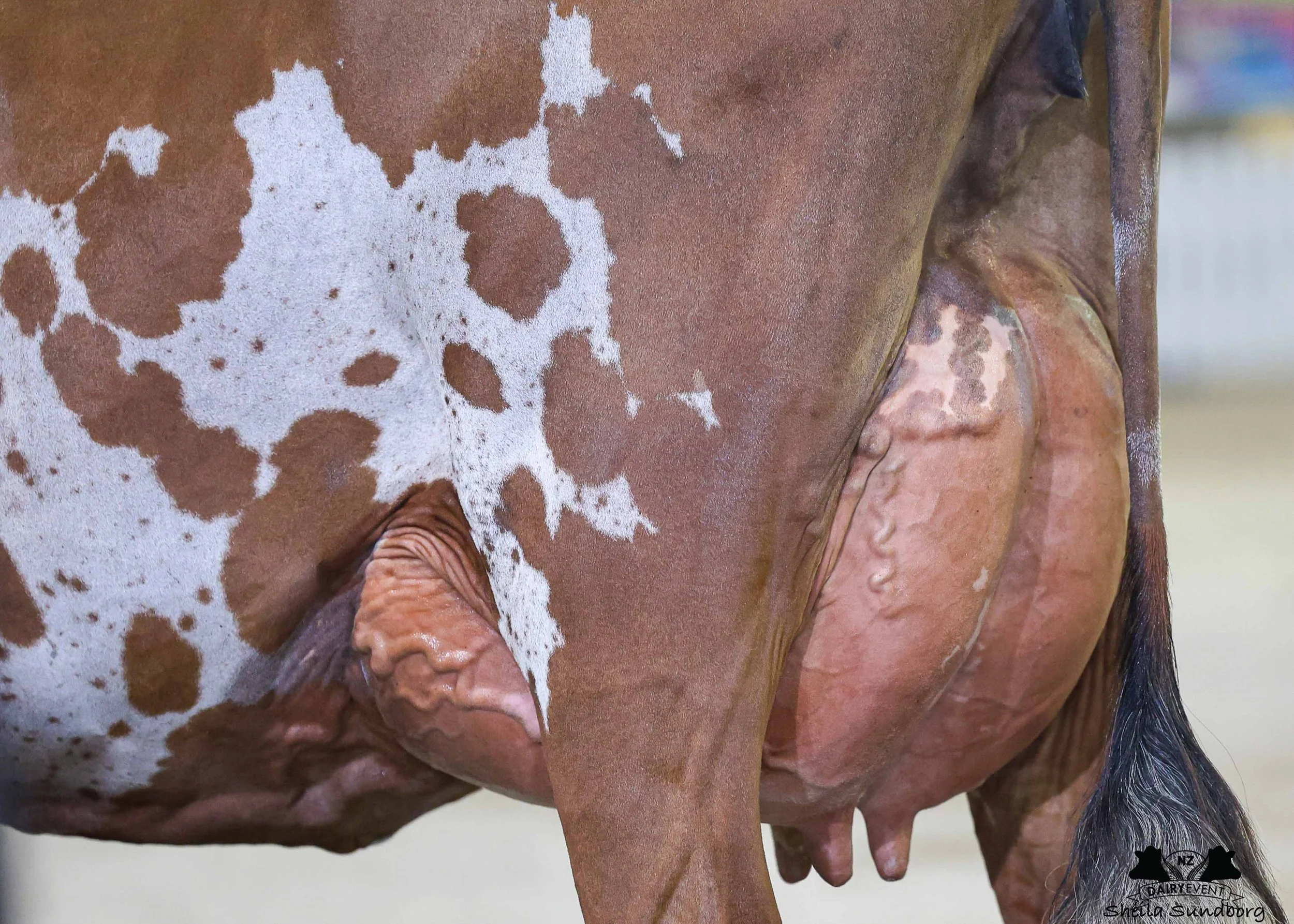 NZDE 2026_Ayr INTERMEDIATE_BREED_UDDER.jpg