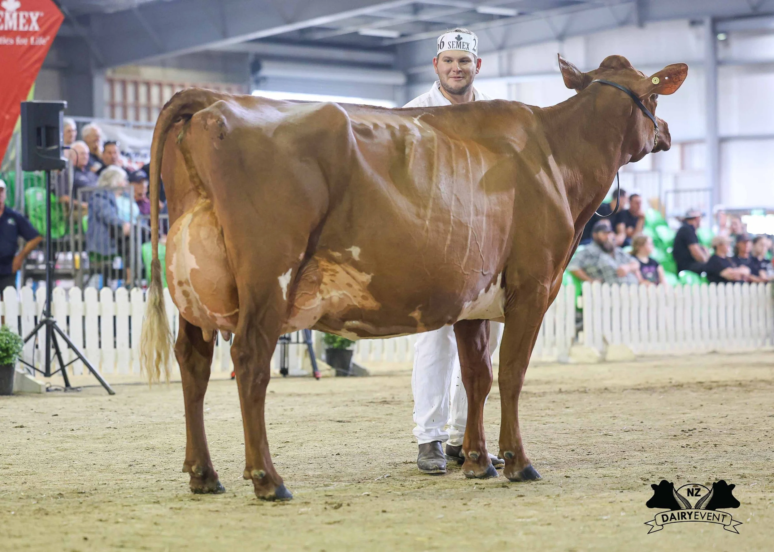 NZDE 2026_CombinedBreeds_Shorthorn.jpg