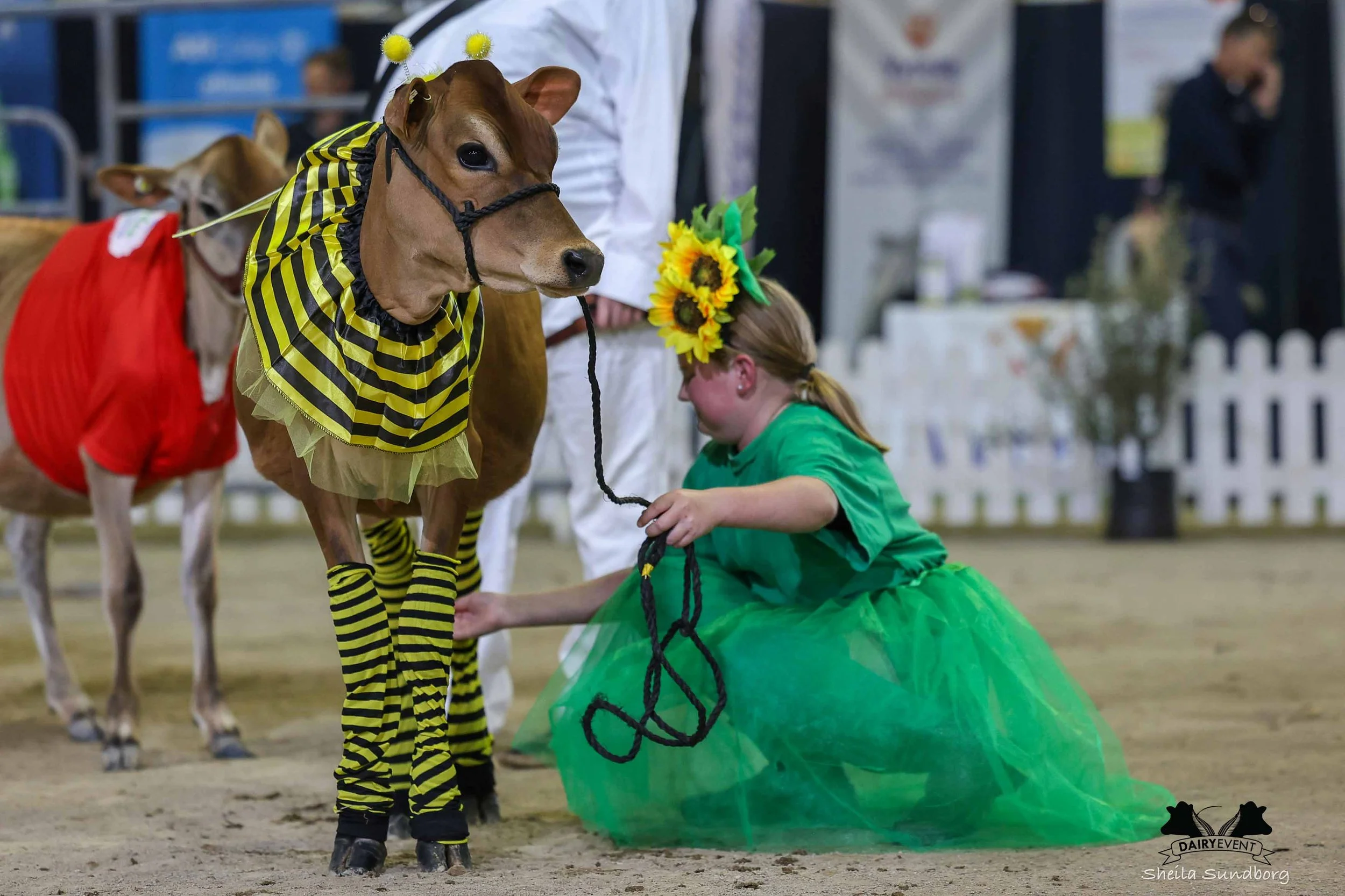 NZDE 2026_General_Bumble_Bee_Fancy_Dress.jpg
