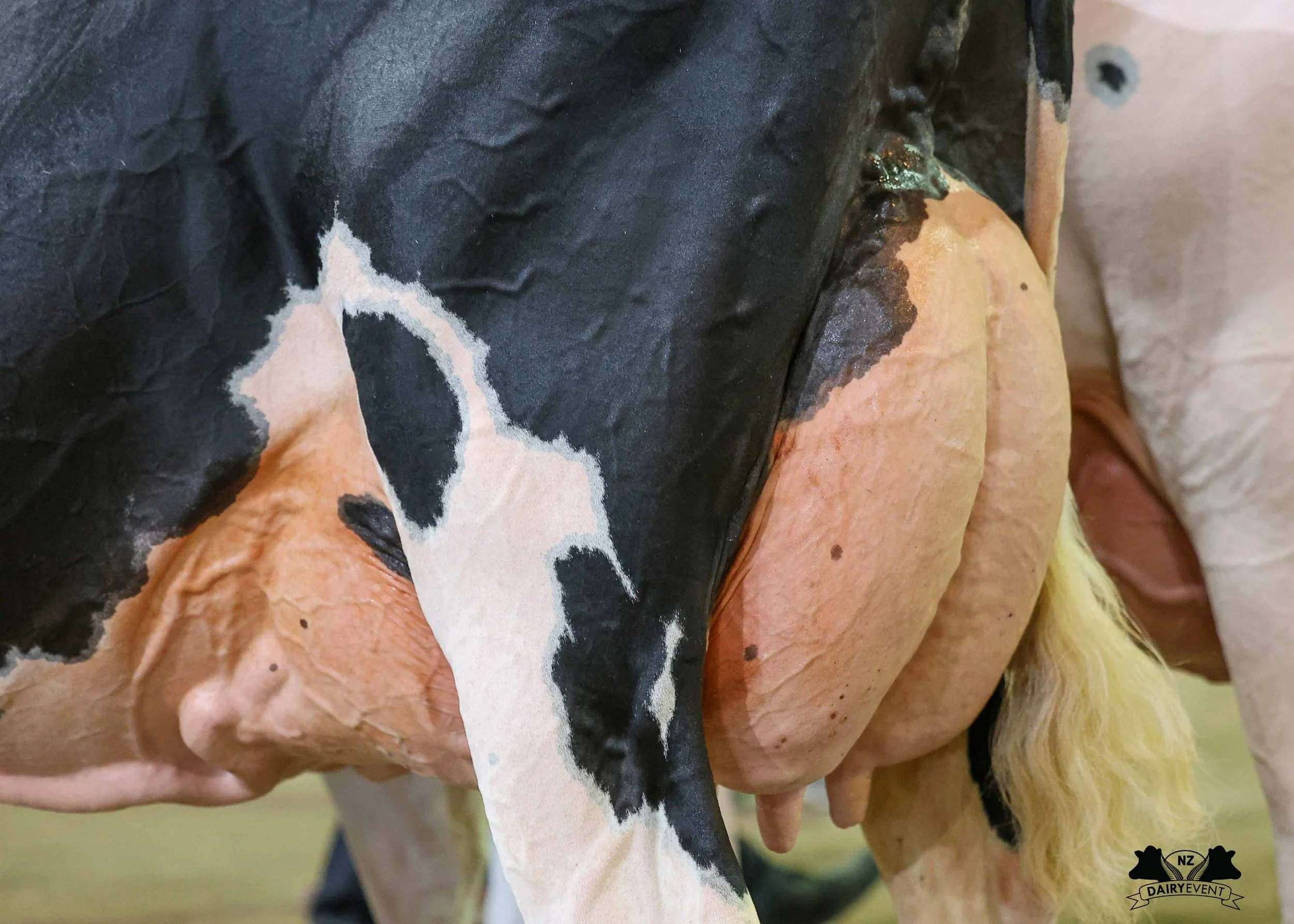 NZDE 2026_Hol_BEST UDDER.jpg