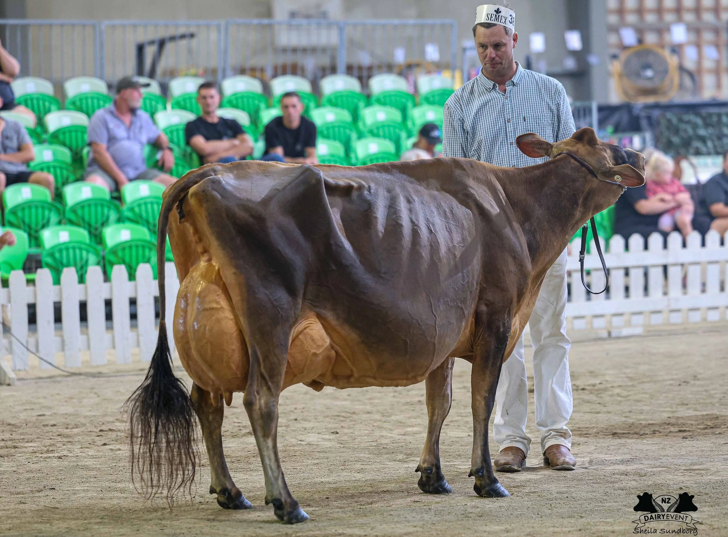 NZDE 2026_Jer_INTERBREED SR CHAMPION.jpg
