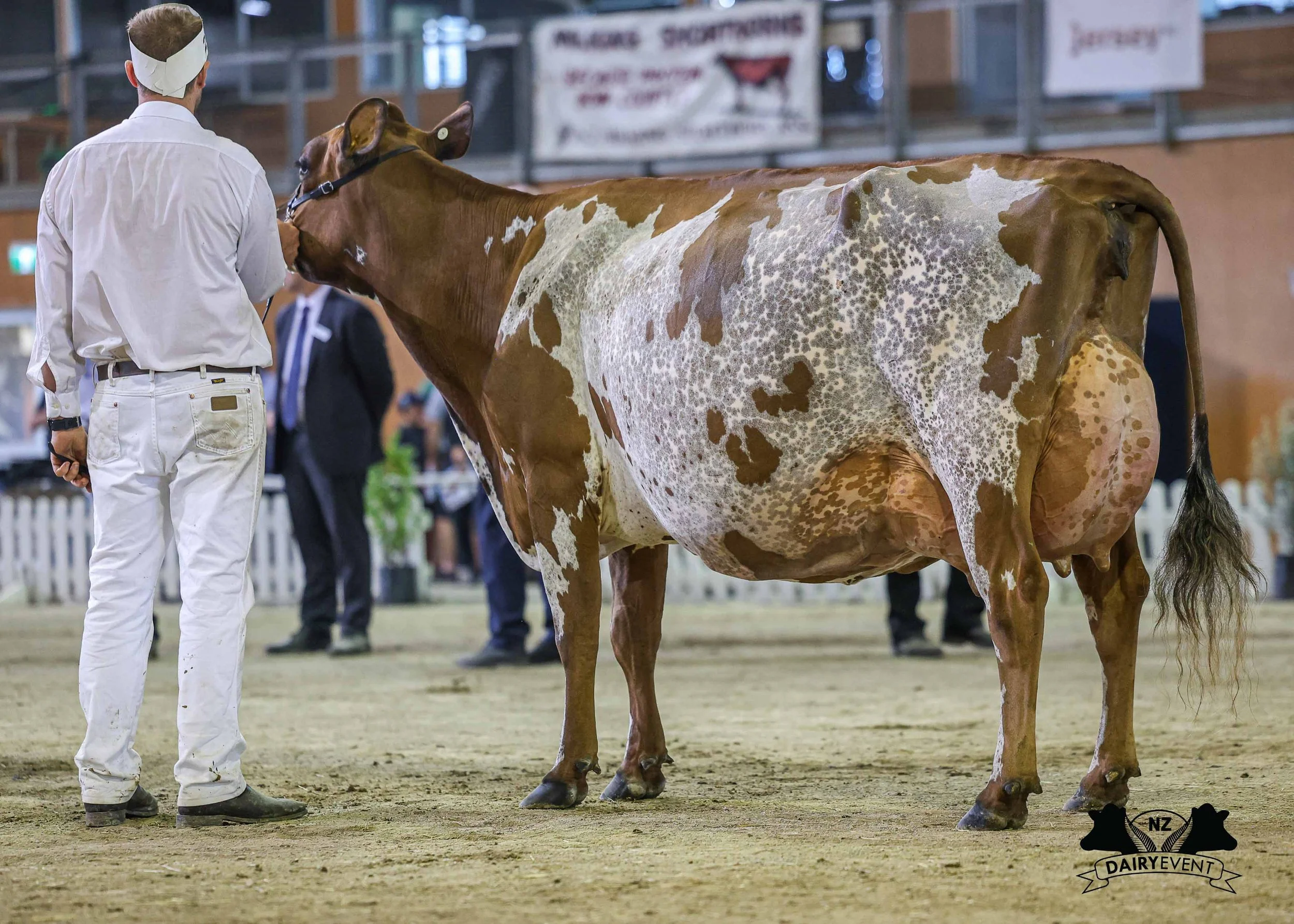 NZDE 2026_SUPREME CH COW.jpg