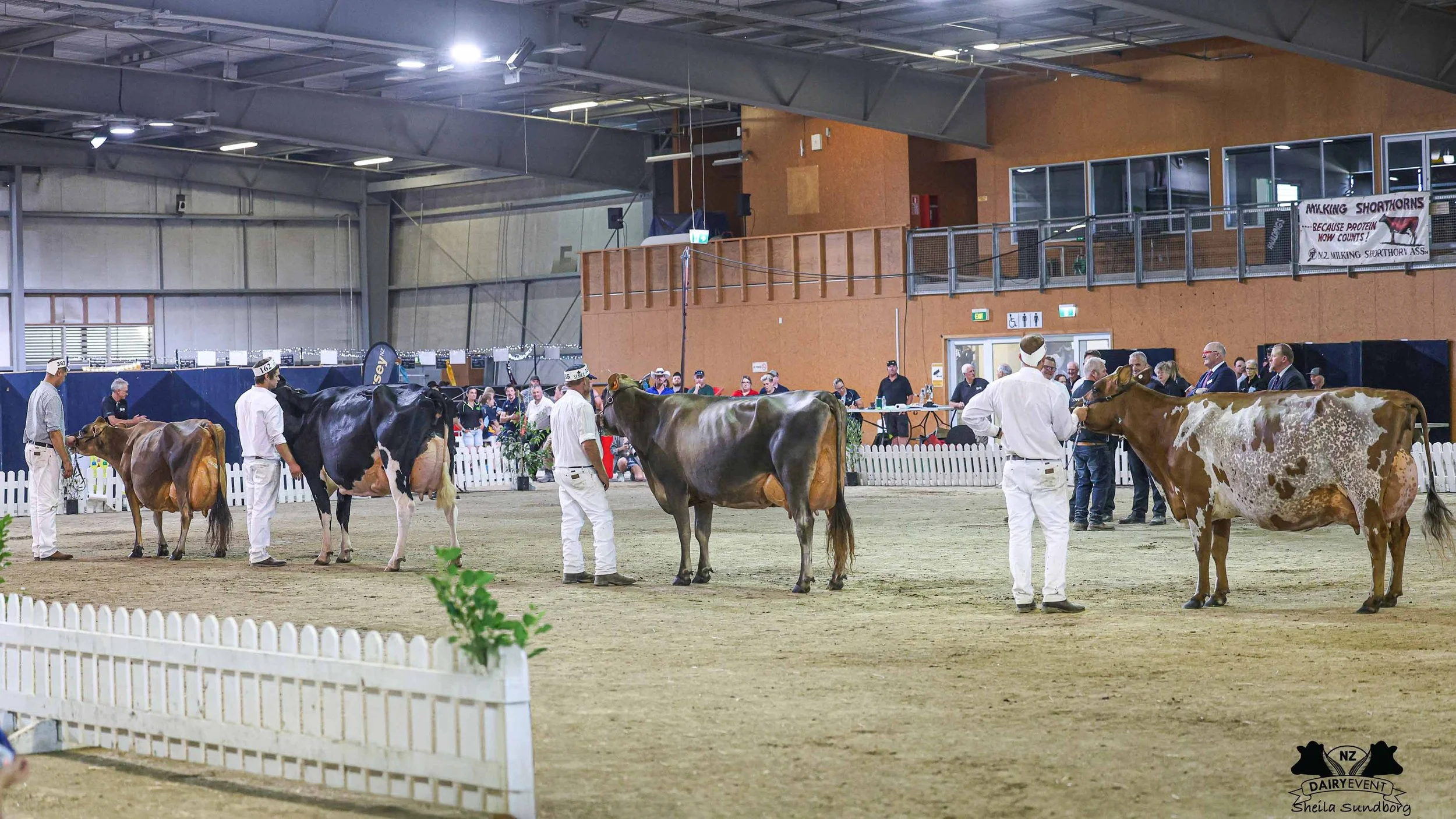NZDE 2026_Supreme CHAMPIONS copy 2.jpg