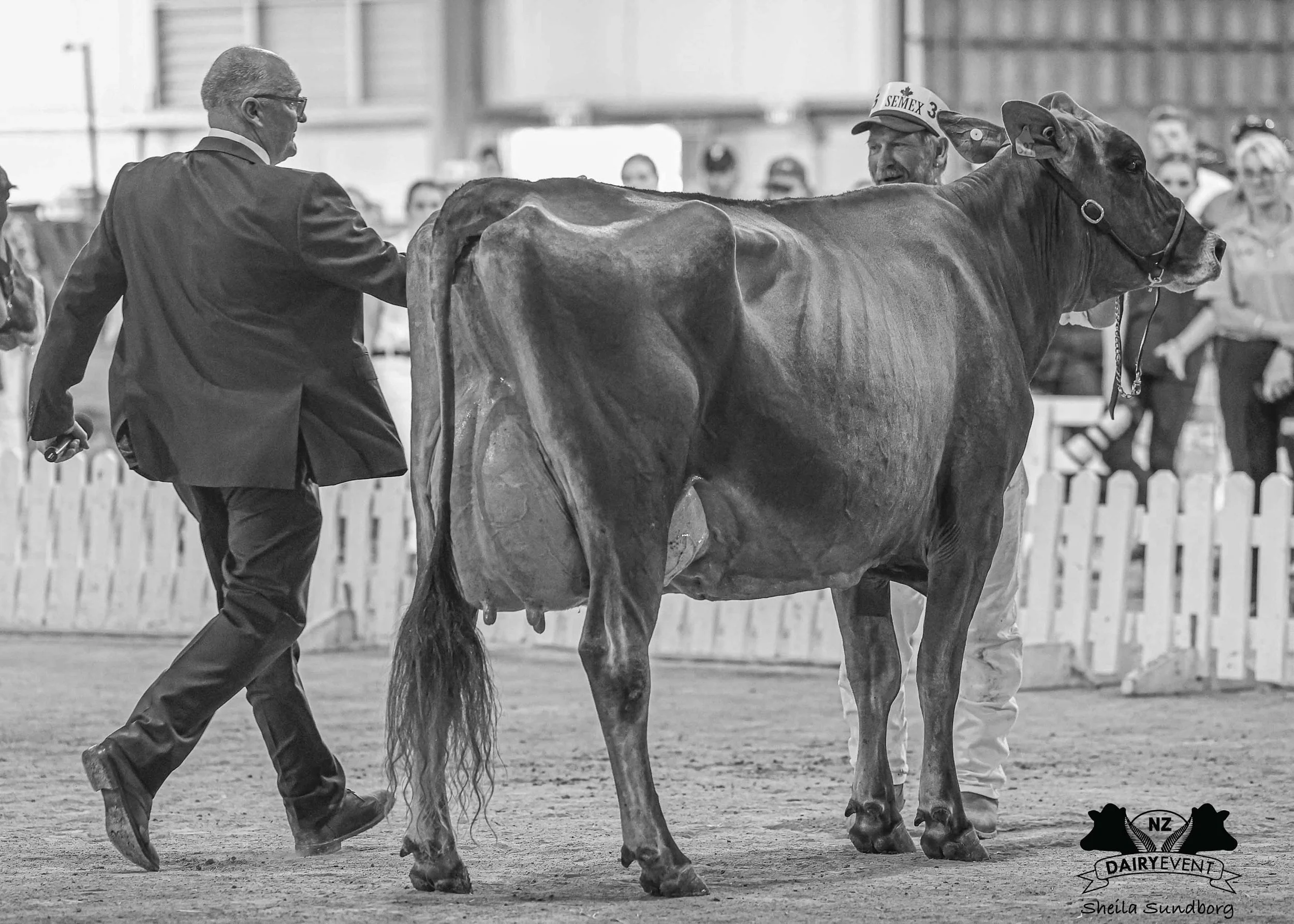 NZDE2026__champion_all-Breed.jpg