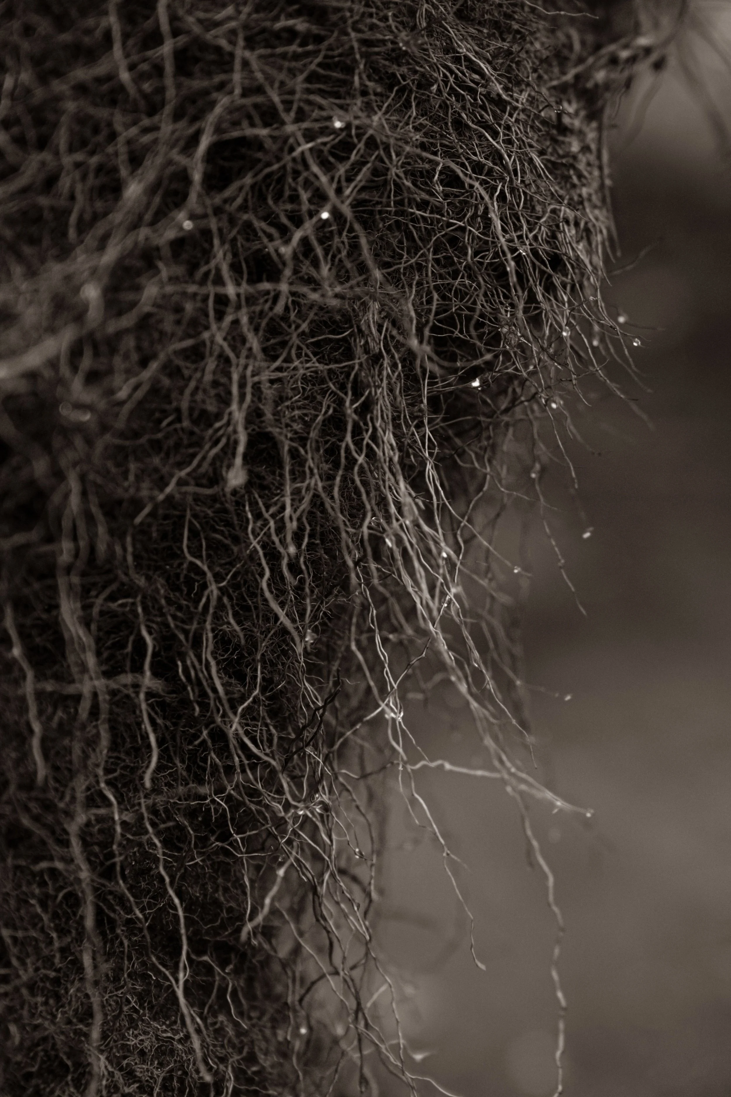 Decoding soil health and fertility