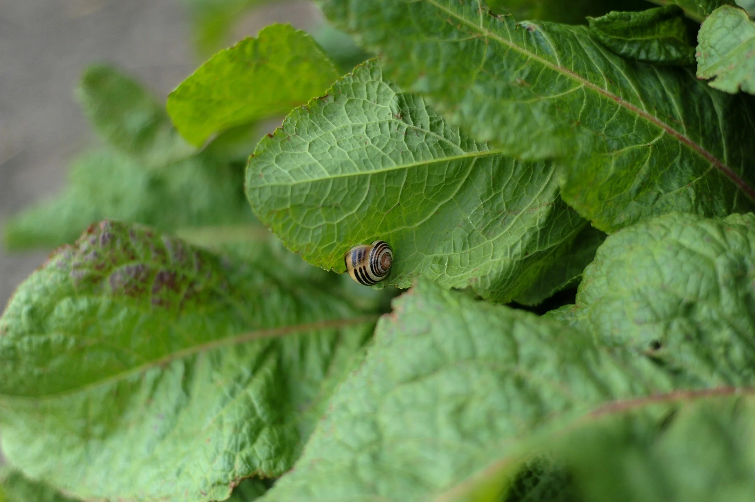 Weed identification and integrated control