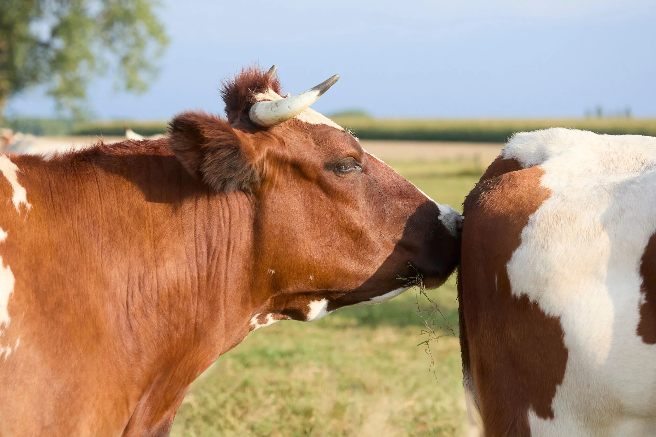 What a cow can smell that we can’t