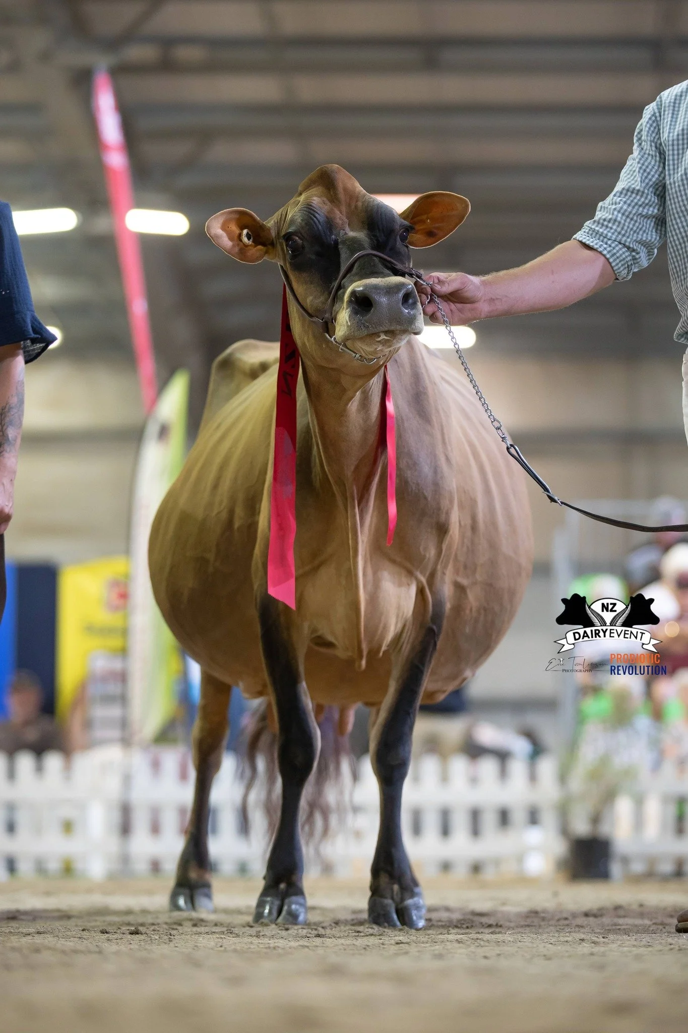 A brown dairy cow with a black face and large ears, standing on a dirt floor inside an indoor arena. The cow has a red ribbon hanging from its neck and is being led by a person holding a chain. The background shows blurred spectators and signs.