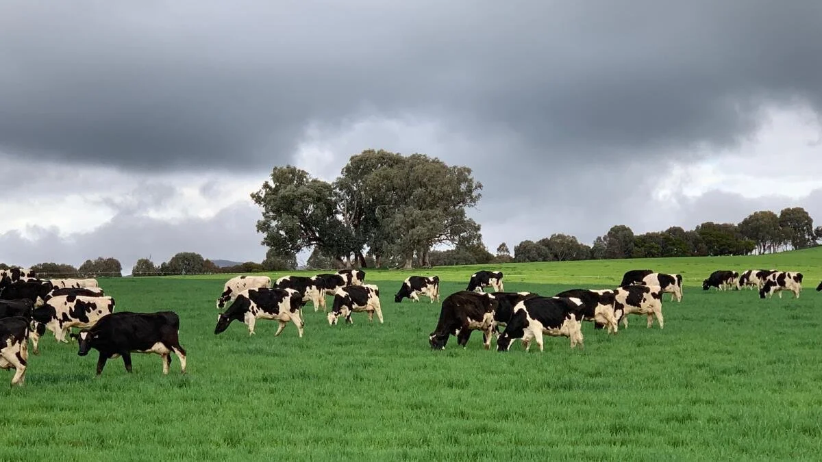 Proof that 100m can impact lameness
