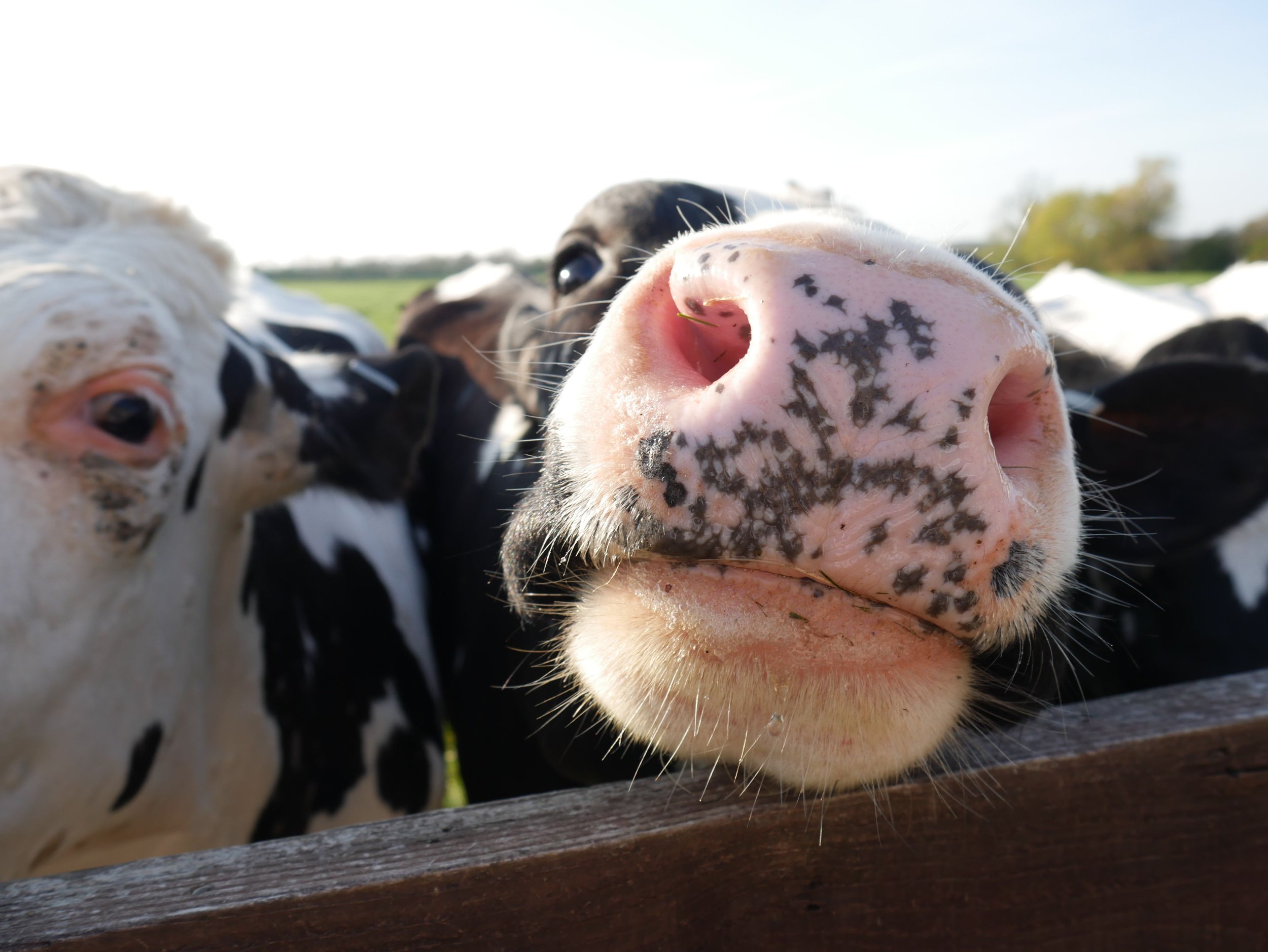 Why cows have whiskers – and what they actually do