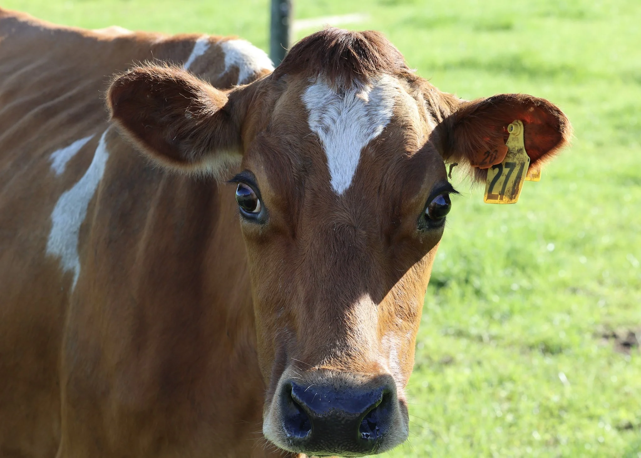 Keeping Cows Milking to a Ripe Old Age