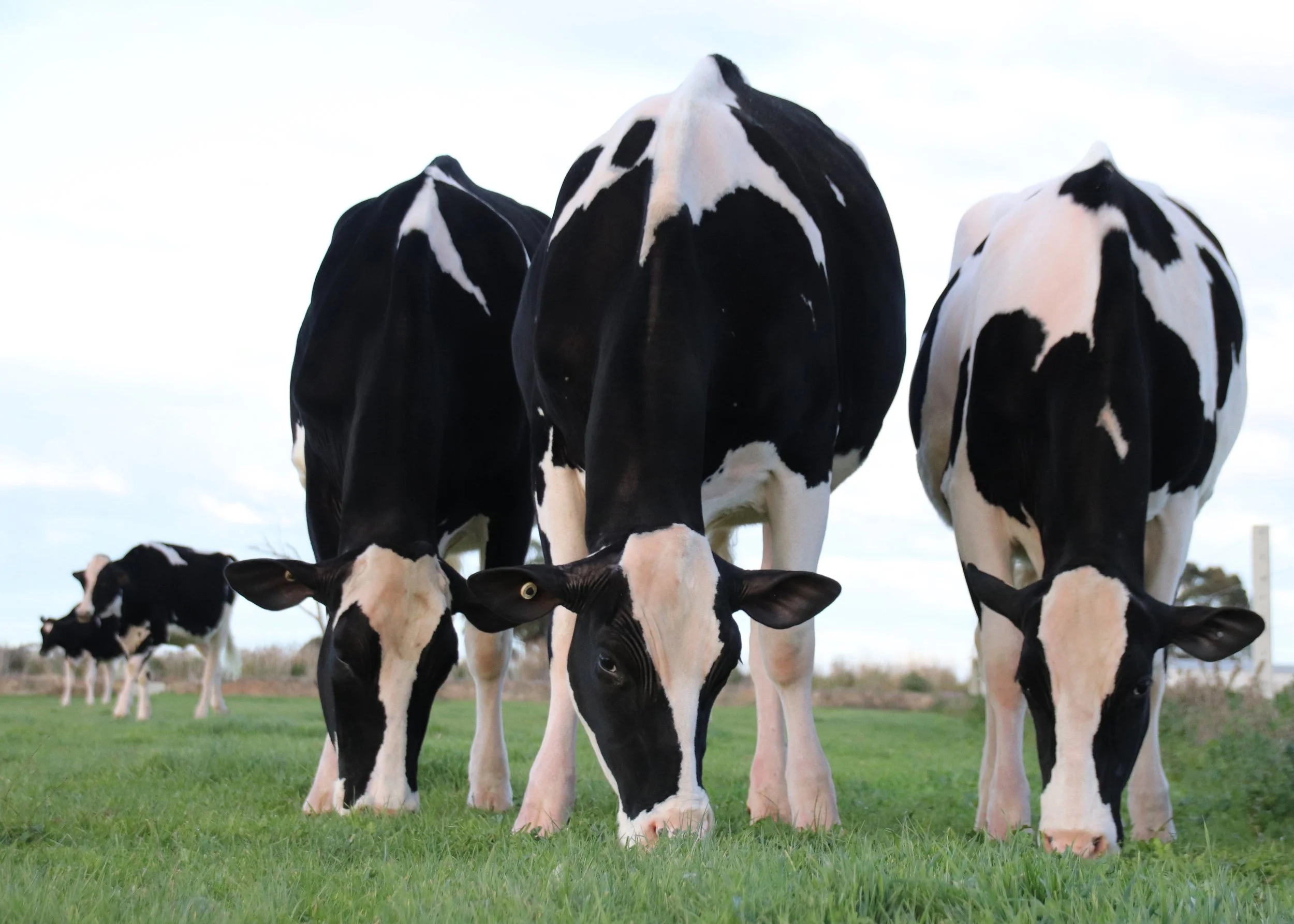 𝗛𝗢𝗧 𝗢𝗙𝗙 𝗧𝗛𝗘 𝗣𝗥𝗘𝗦𝗦 - 𝗖𝗛𝗥𝗜𝗦𝗧𝗠𝗔𝗦 𝗦𝗛𝗢𝗣𝗣𝗜𝗡𝗚...