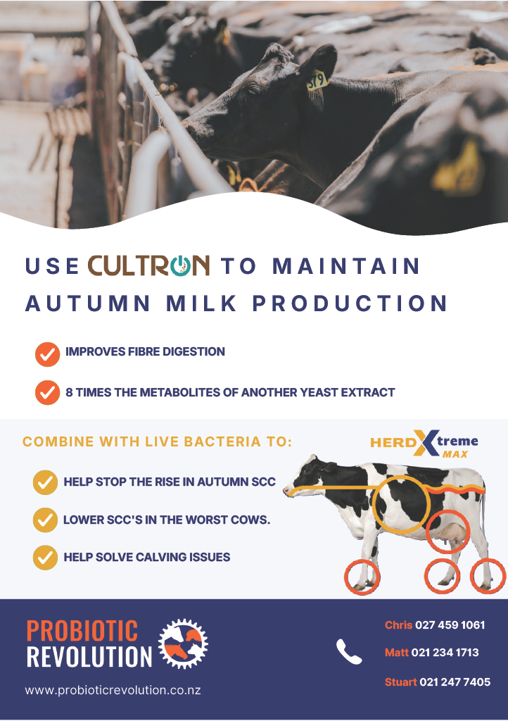 Probiotic Revolution. Use Cultron to maintain autumn milk production.