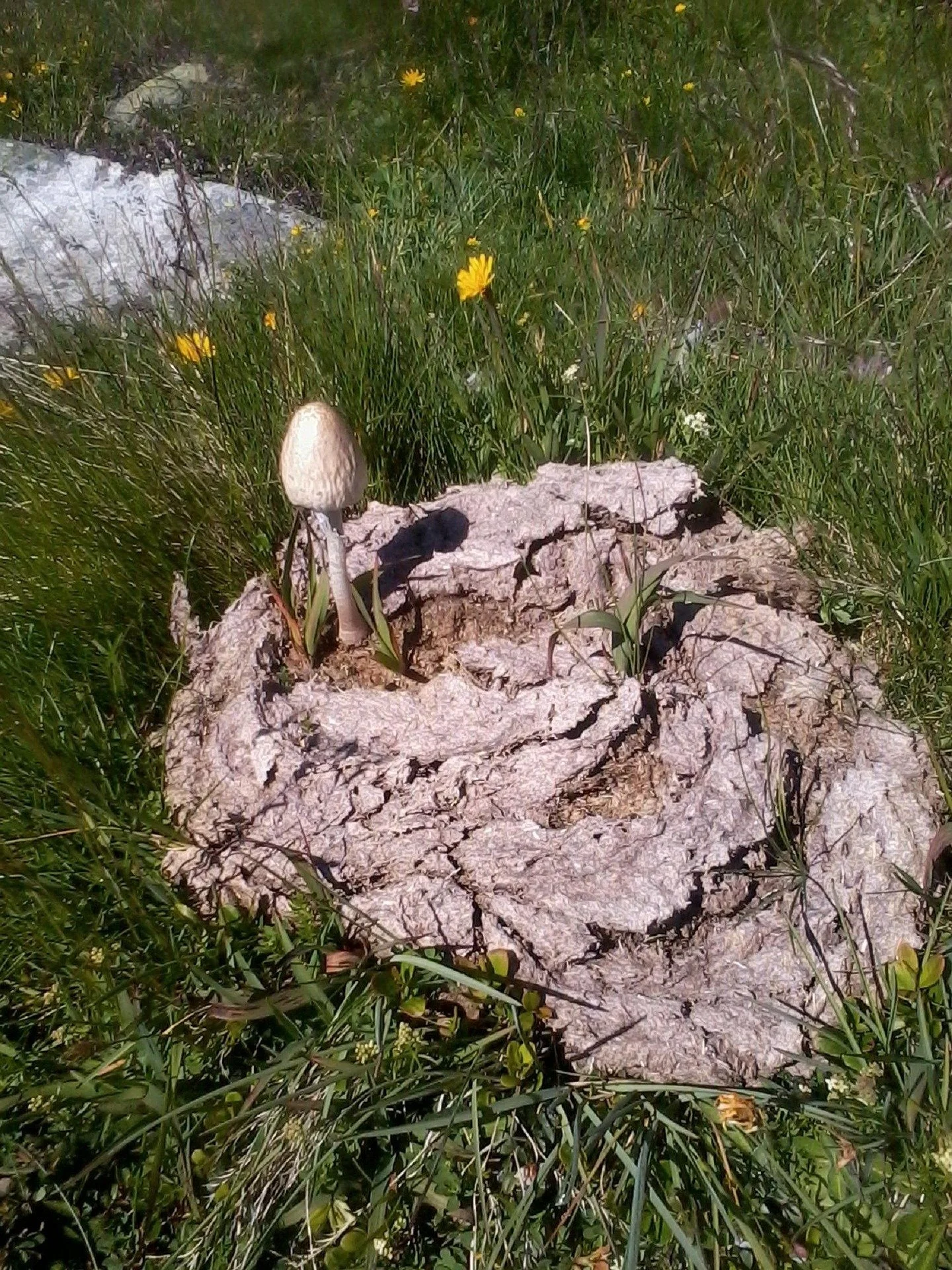 What is your cow’s poo telling you?