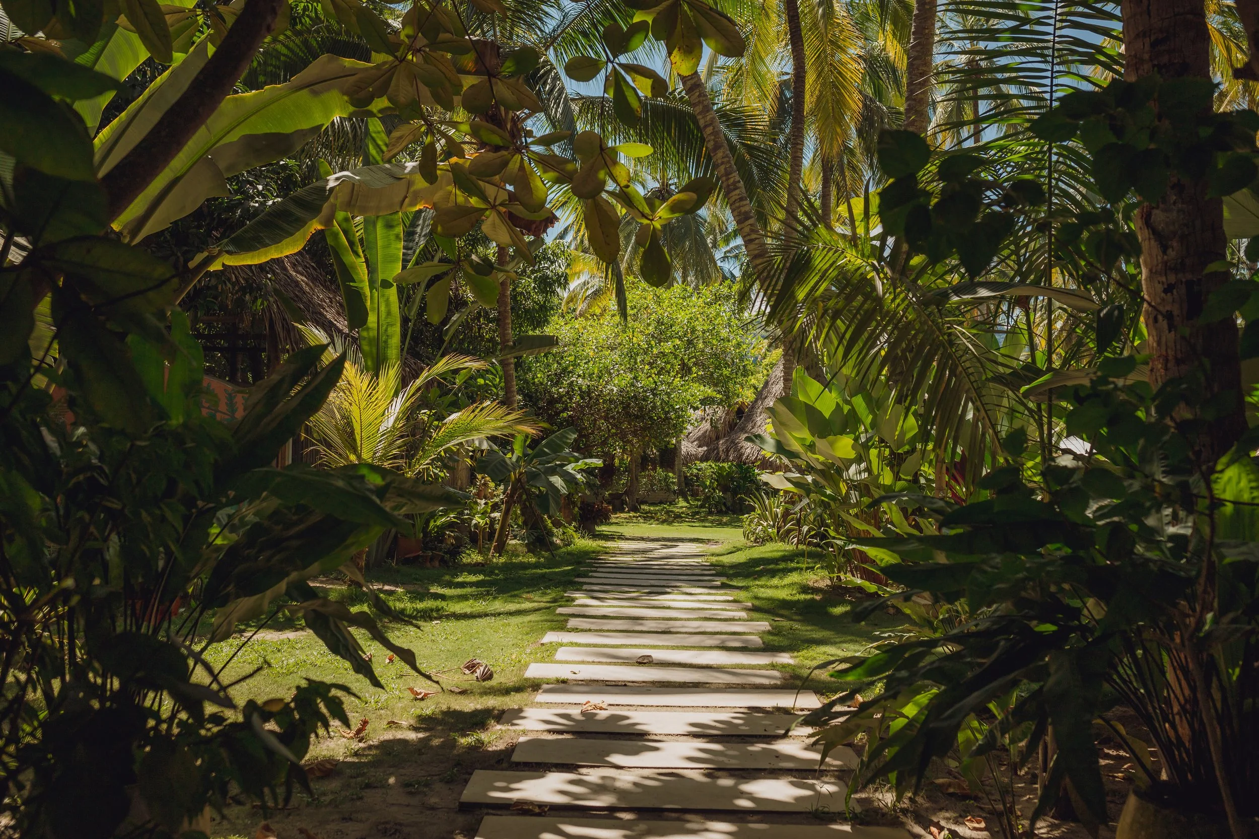 A tropical garden with a stone pathway surrounded by lush green plants and trees, with sunlight filtering through the foliage.