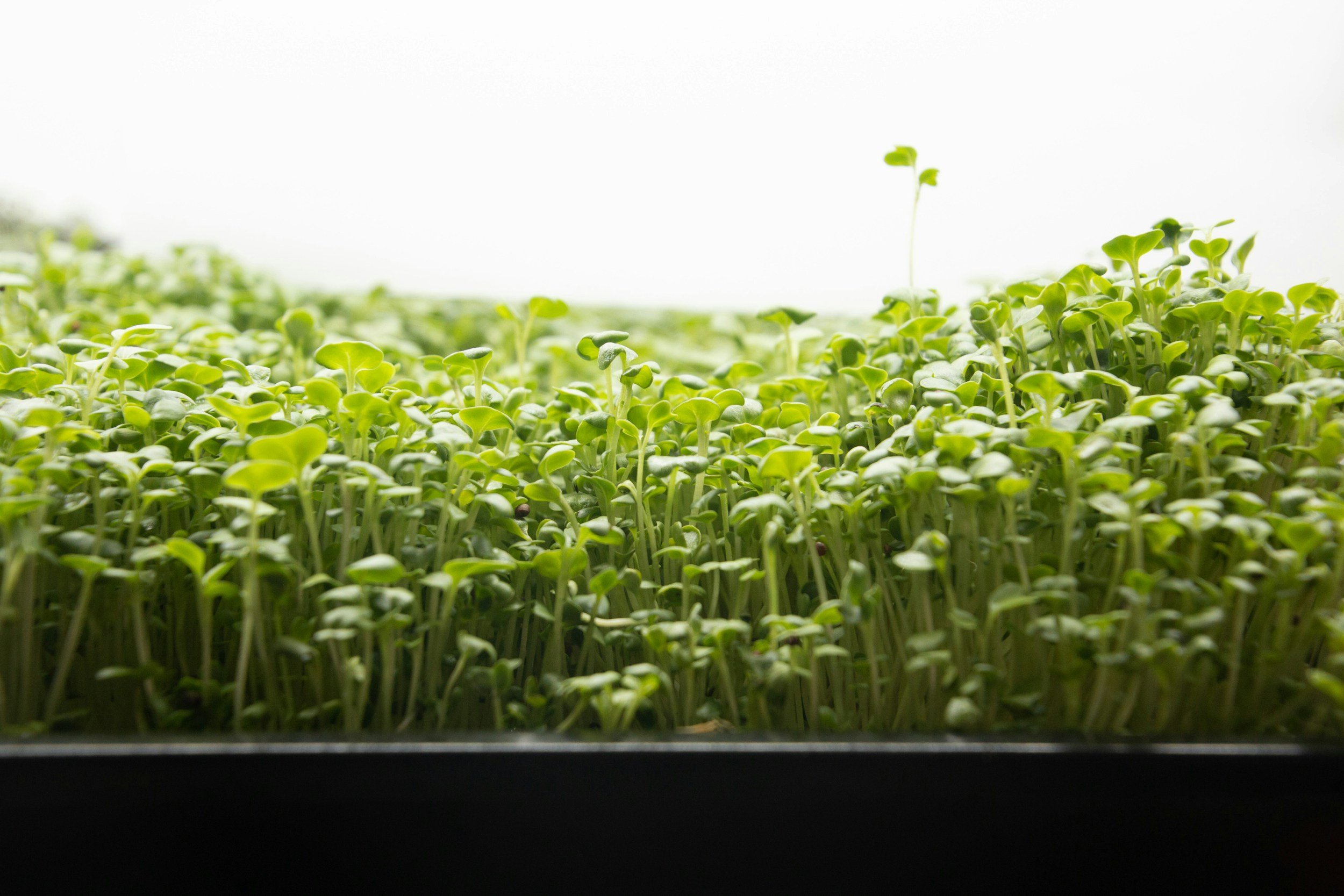 Microgreens to add vitamins and micronutrients to your sandwich, salad, smoothies and more!
