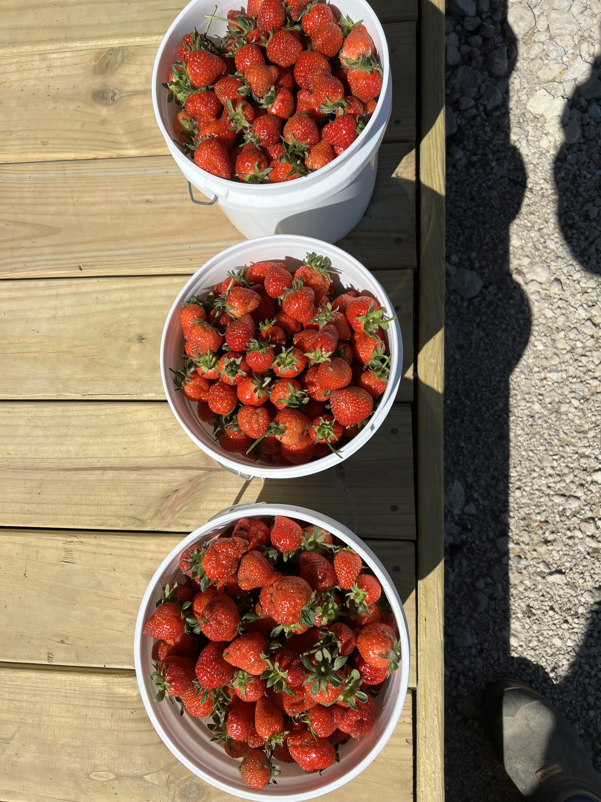 Fresh organically grown strawberries. Never sprayed with herbicides or pesticides.