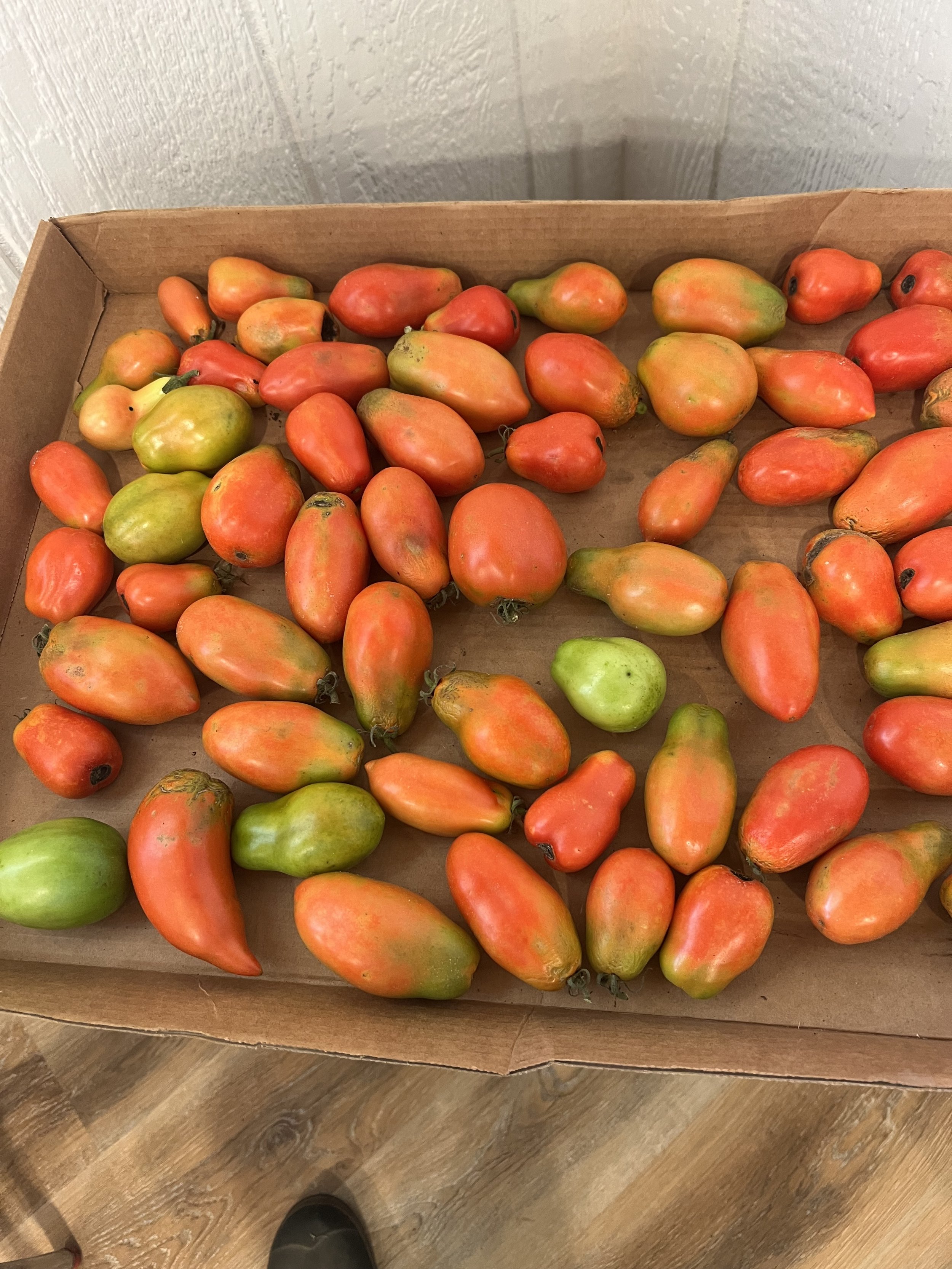 Roma tomatoes! Perfect for canning and salsa!