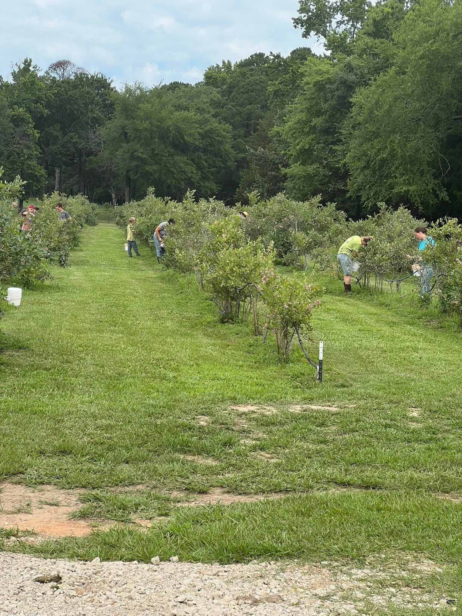 U-Pick blueberries.