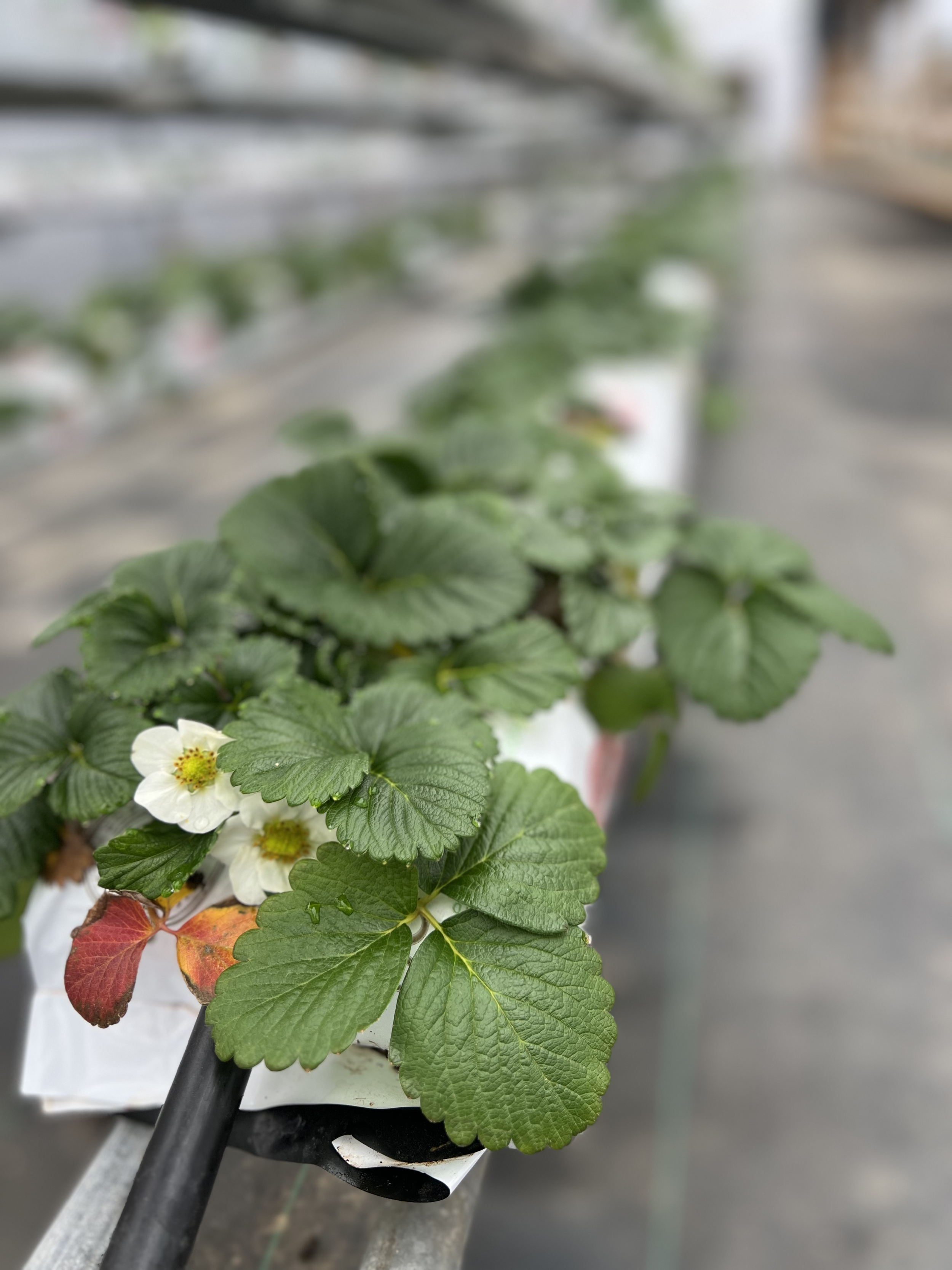Hydroponically grown strawberries for U-pick or pre picked
