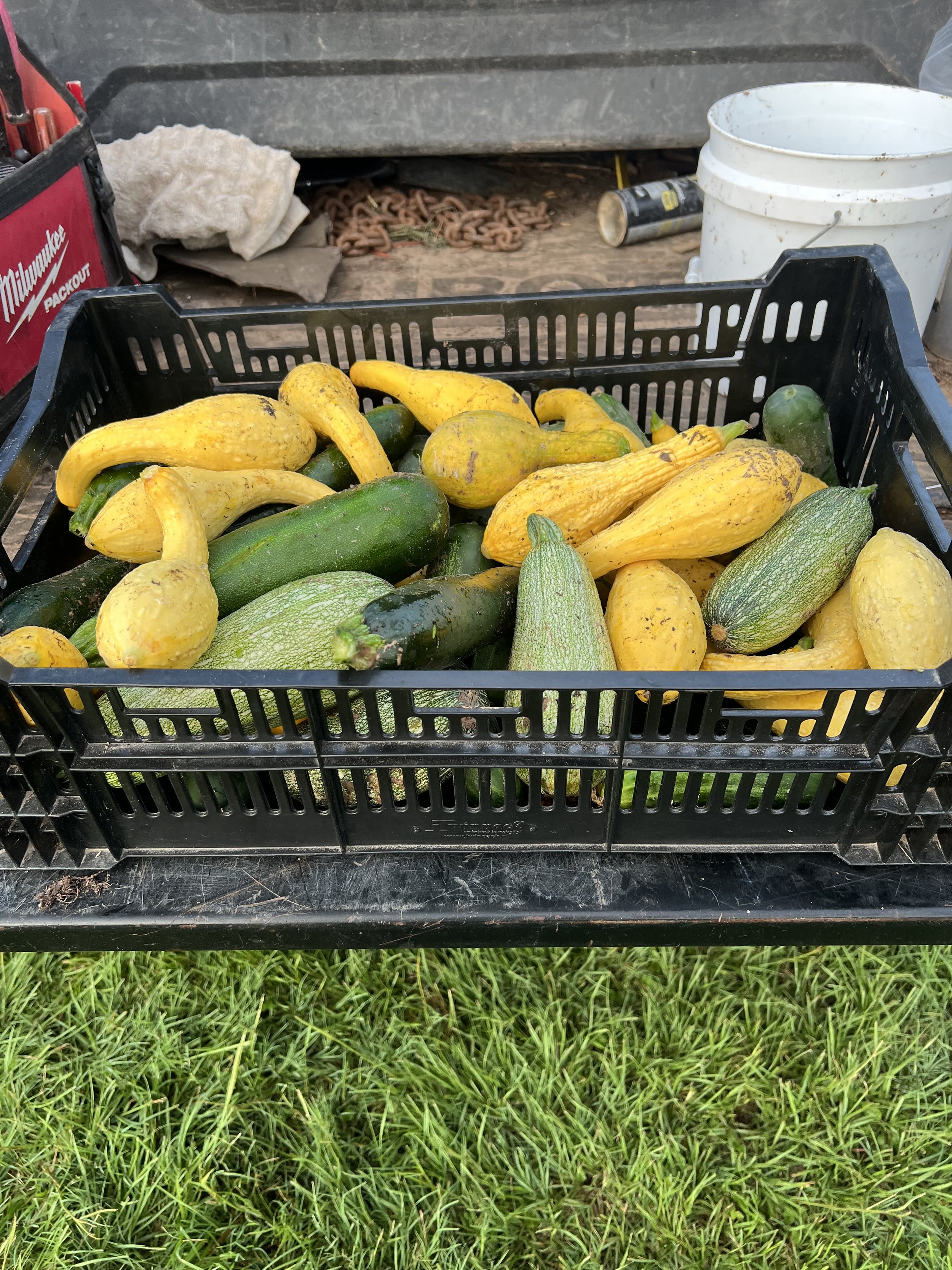 Fresh squash and zucchini.