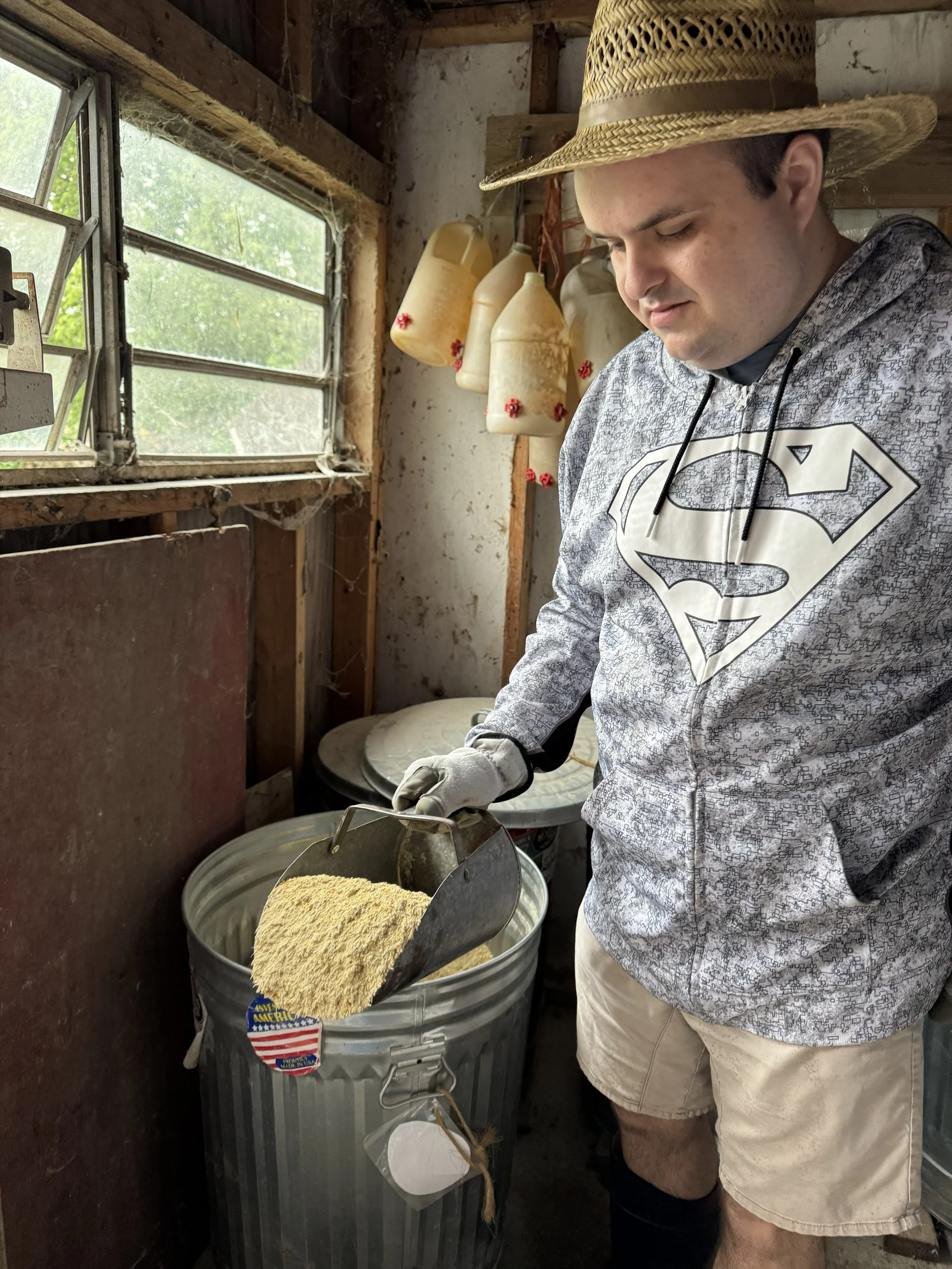 A man wearing a straw hat, hoodie with a Superman logo, and shorts is pouring cornmeal from a metal scoop into a gray trash can with a blue and yellow sticker, in a rustic room with an open window and hanging plastic bottles.