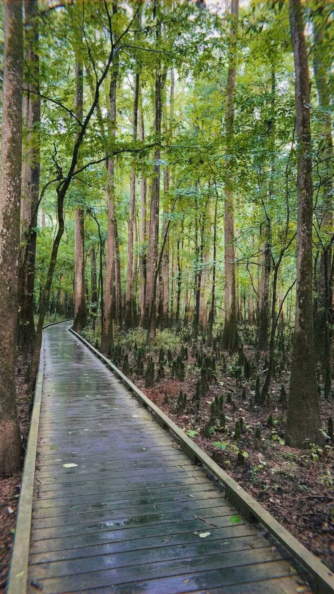 Wooden boardwalk through a lush, green forest with tall trees and wet surfaces.