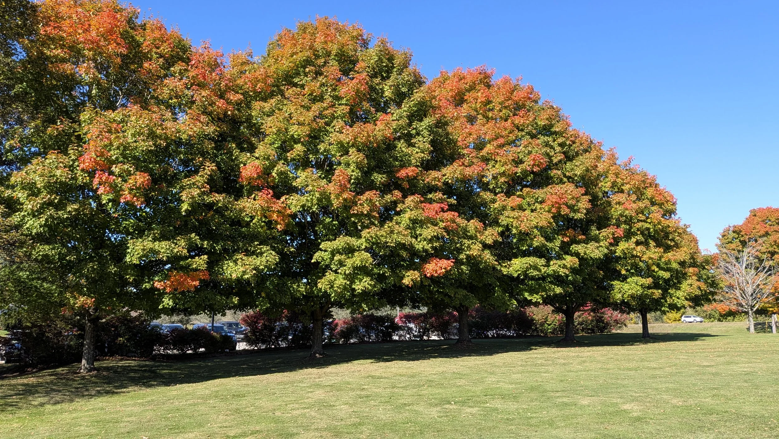 sugar maples with rich fall color