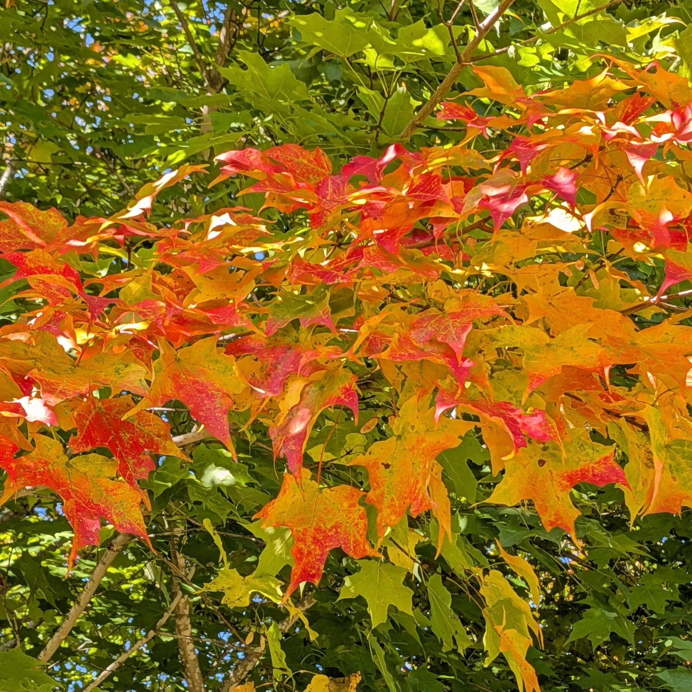 A close-up image of yellow and red fall foliage of sugar maple