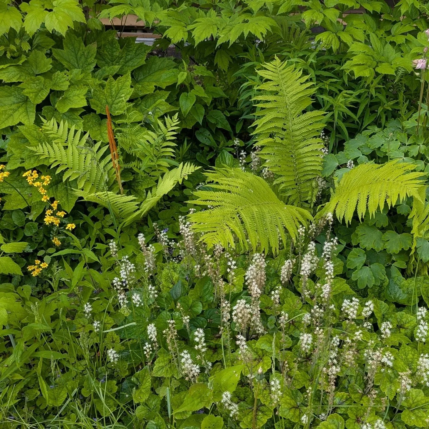 spring garden with foamflower and ferns