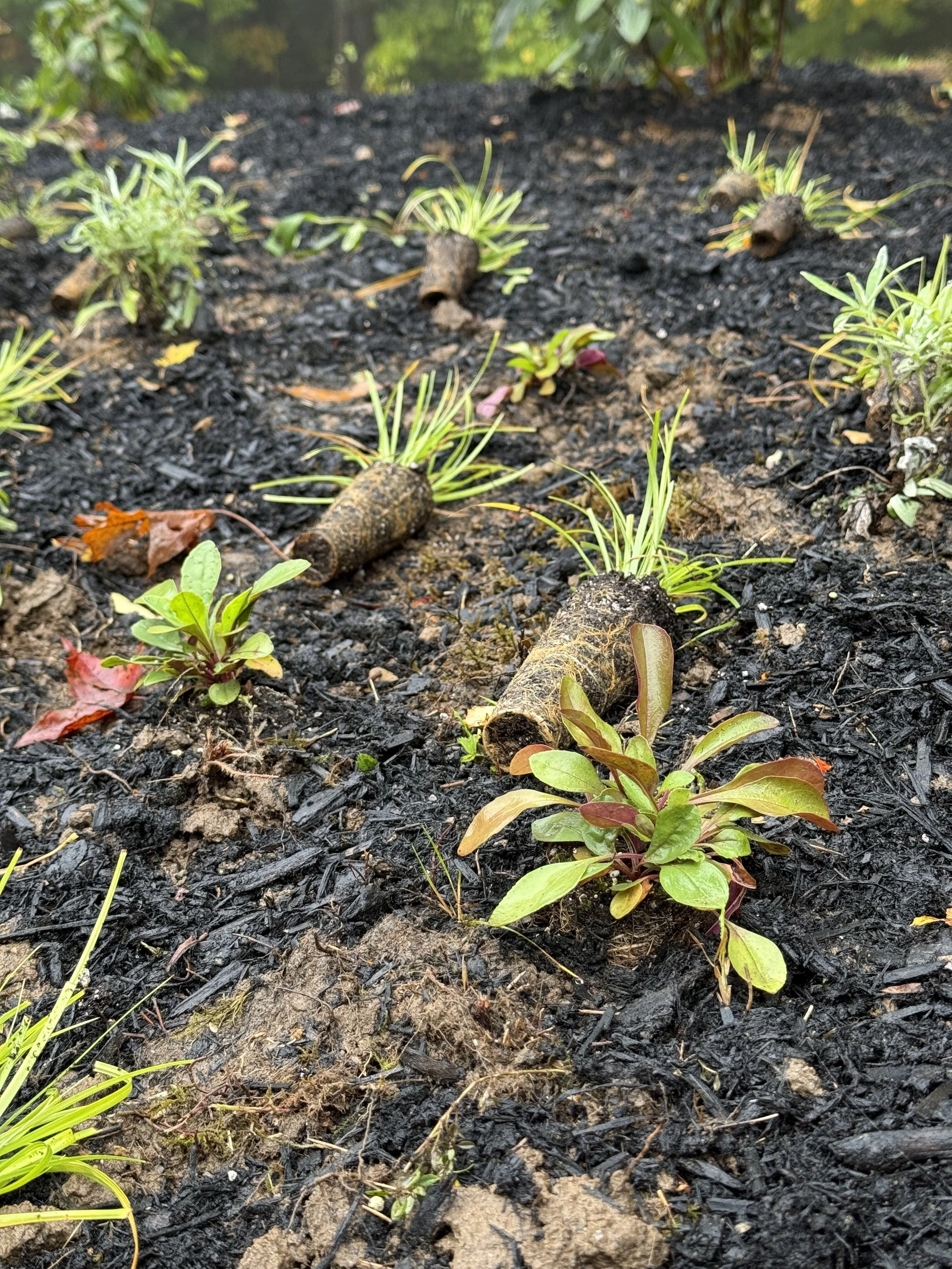 Closeup of plants in the ground with plugs waiting to be planted