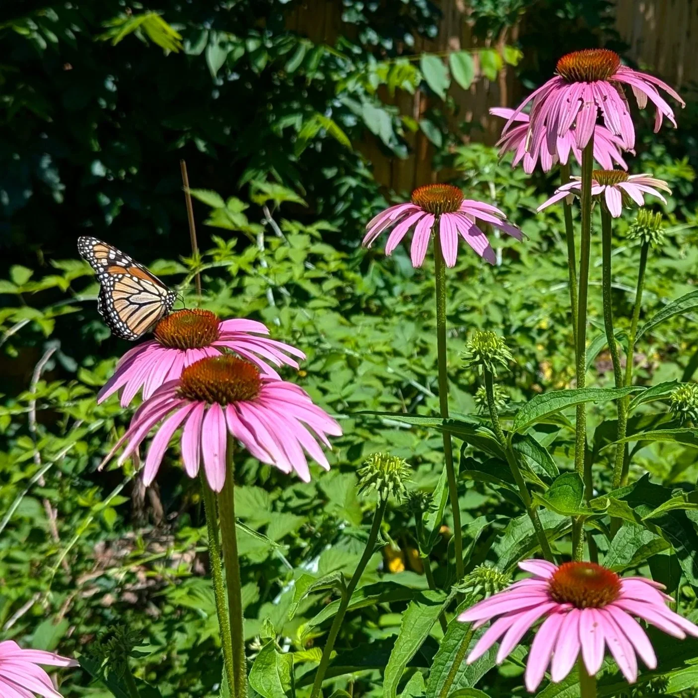 monarch on echinacea.jpg