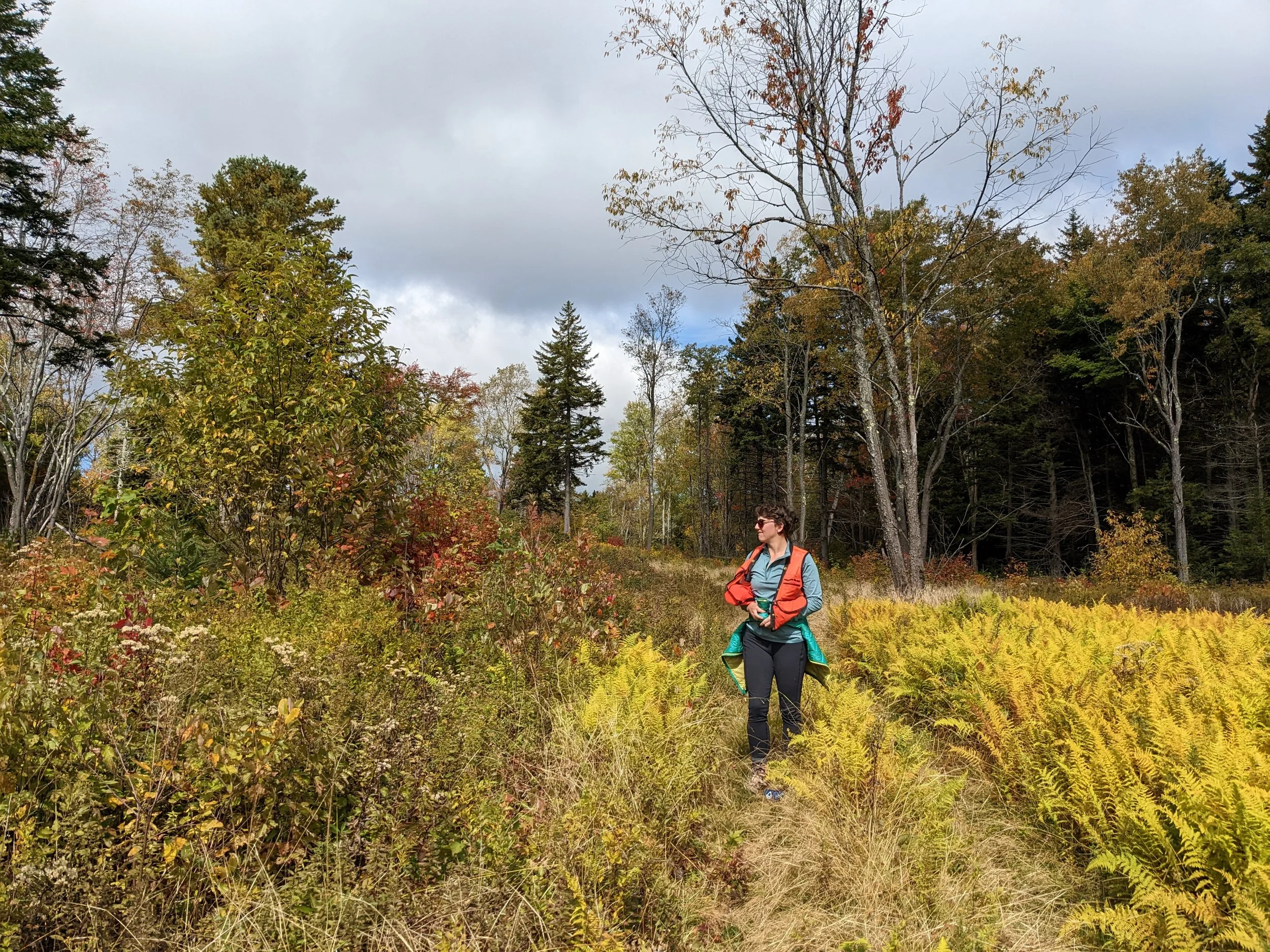 Devon walks a wildlife opening