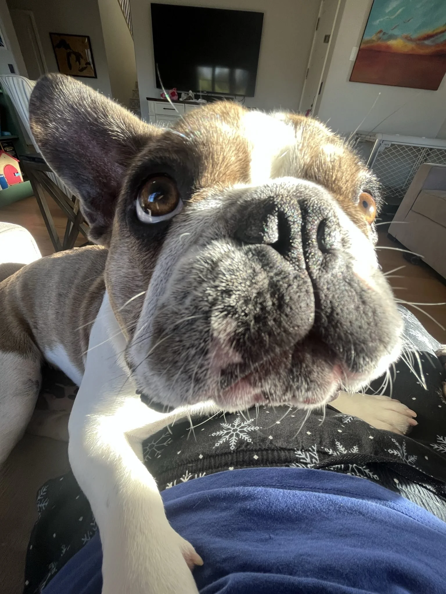 Close-up photo of a dog with a large, smiling face, wide eyes, and big nose, looking directly into the camera. The background shows a living room with a television, wall art, and furniture.