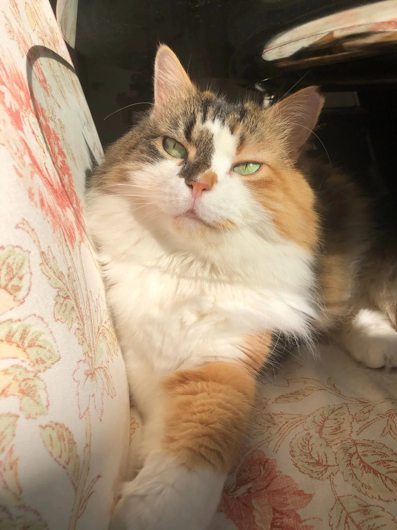 Close-up of a calico cat lying on a patterned fabric surface, with its head resting against the fabric and looking directly at the camera.