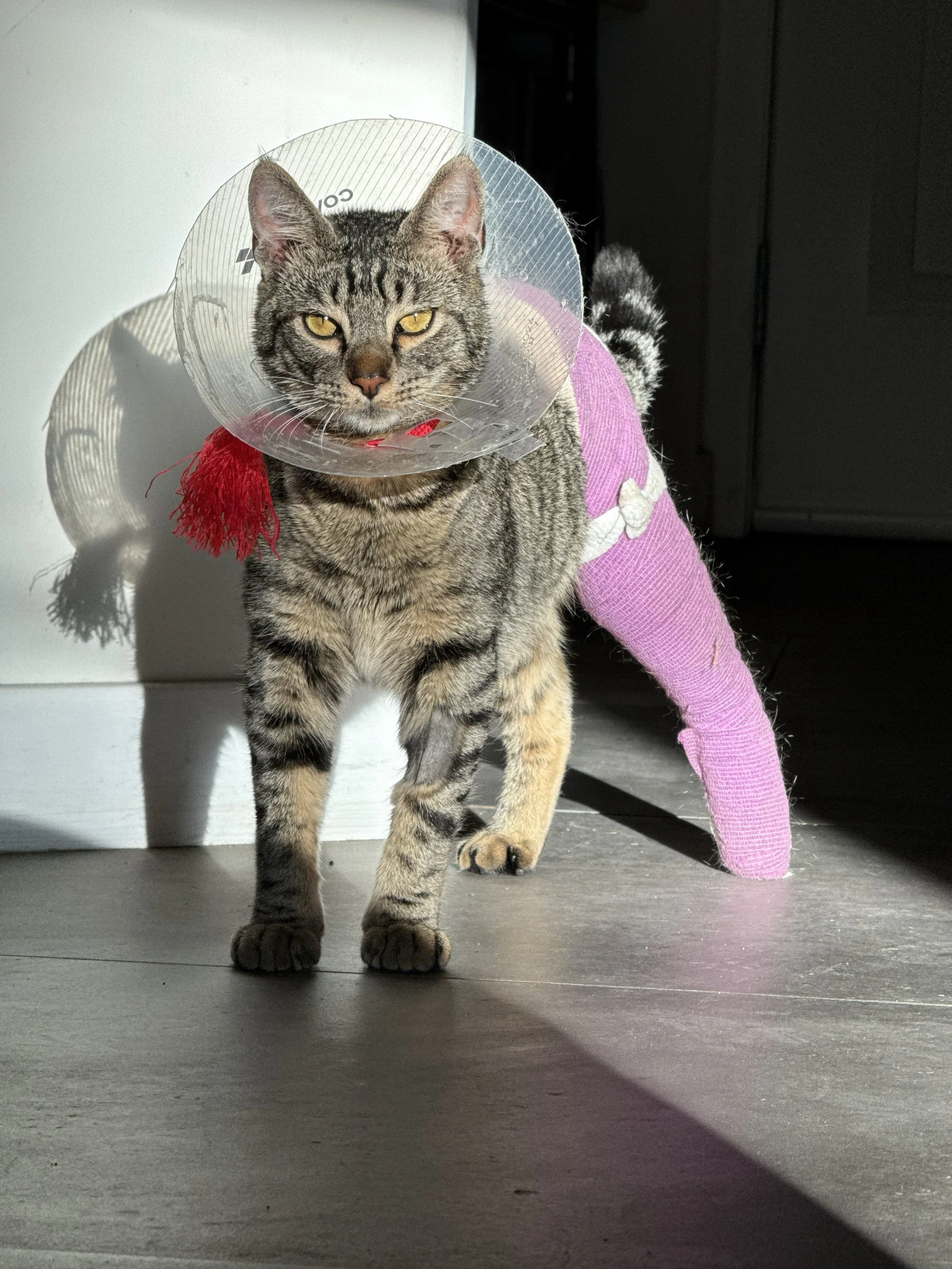 A tabby cat wearing a plastic Elizabethan collar and a pink bandage wrap on its back, walking on a wooden floor.